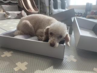 꽃돌이 오랜만에 왔어요~