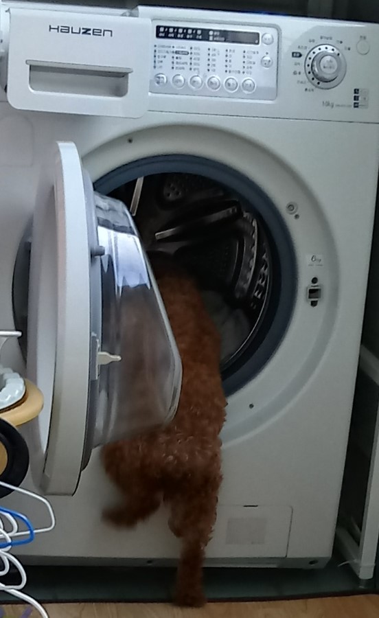 행복이(구 군밤이)에 대한 뒷담화