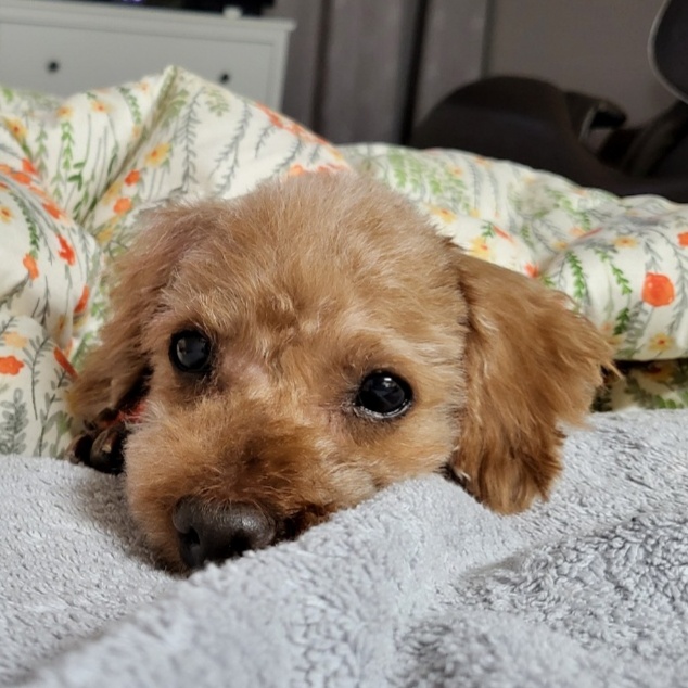 행복이(구 군밤이)에 대한 뒷담화