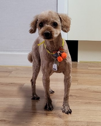 행복이(구 군밤이)에 대한 뒷담화