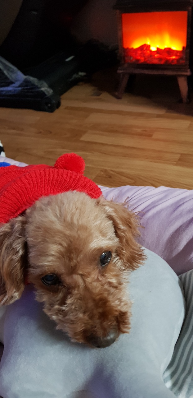 행복이(구 군밤이)에 대한 뒷담화