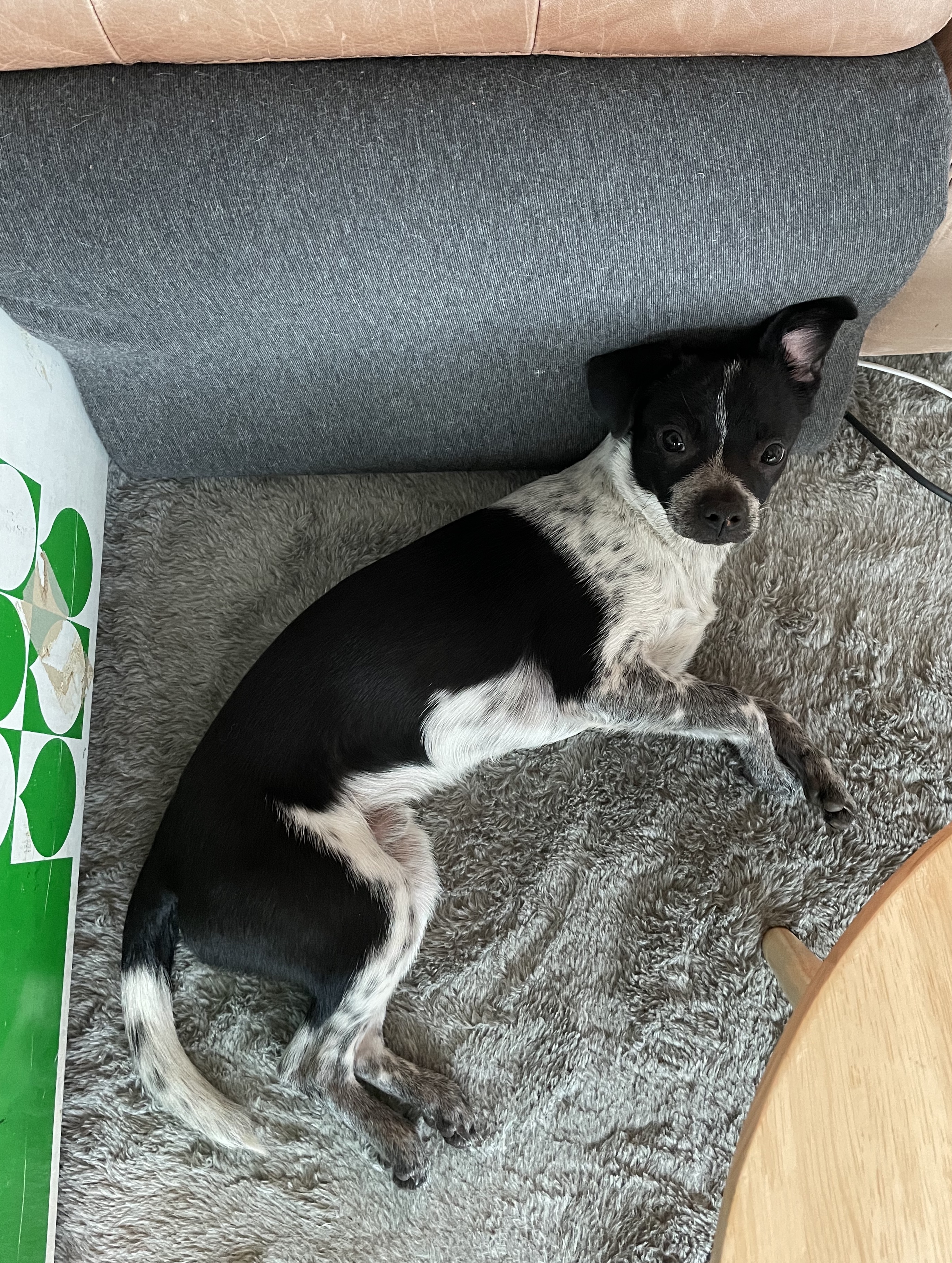 다림(다니) 온 지 3개월 후