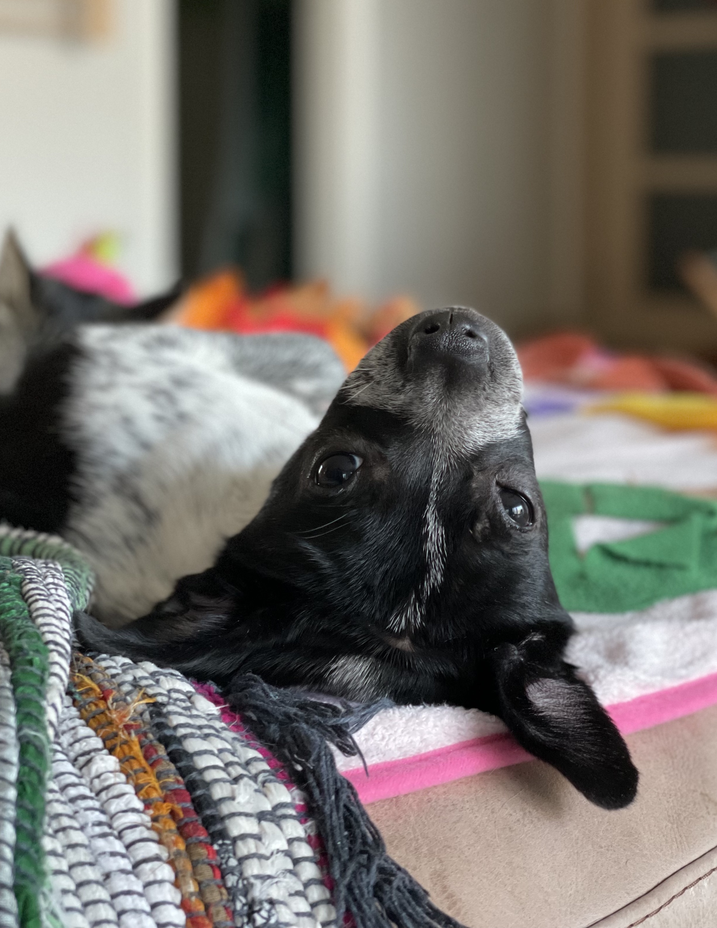 다림(다니) 온 지 3개월 후