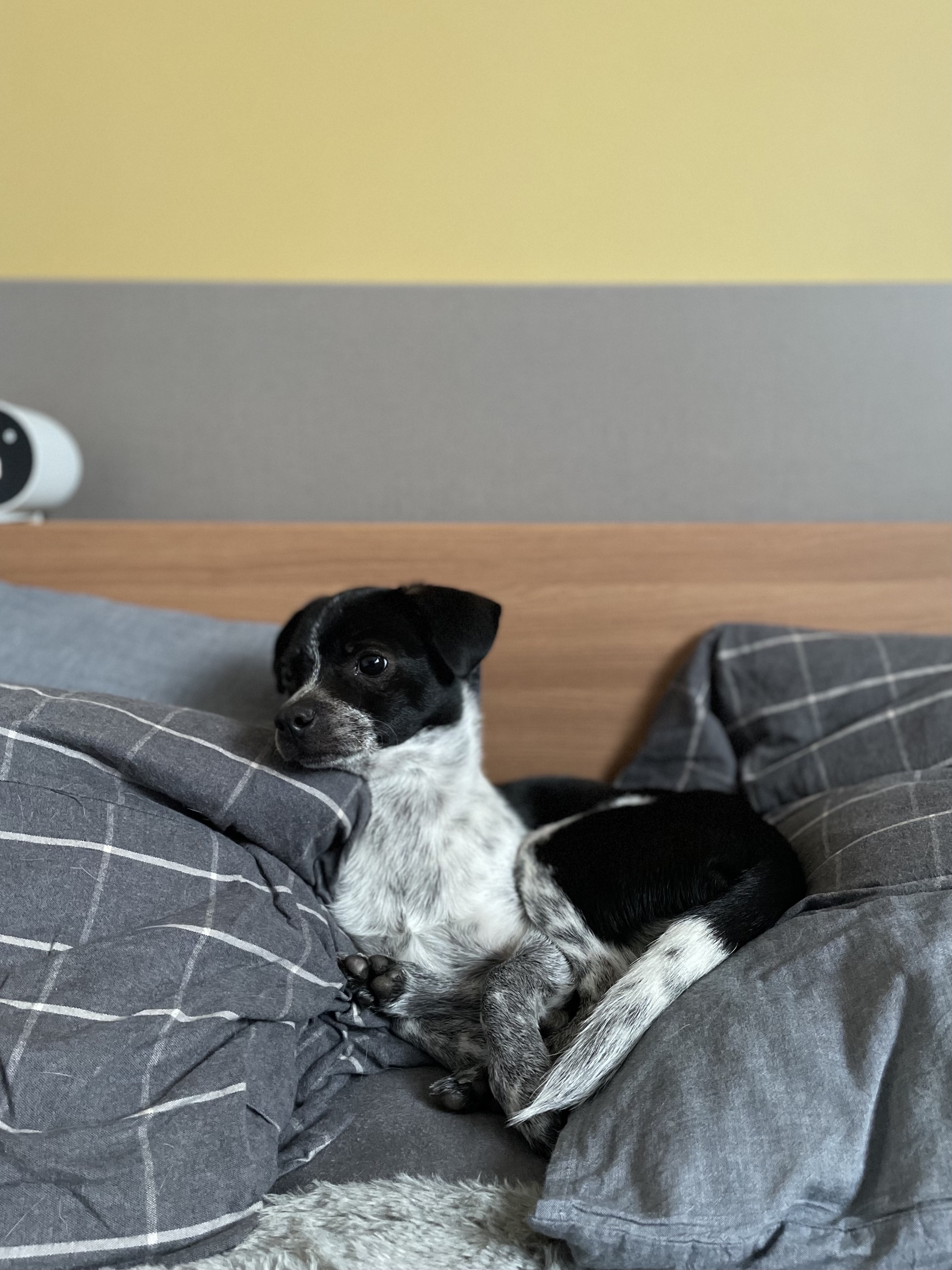 다림(다니) 온 지 3개월 후