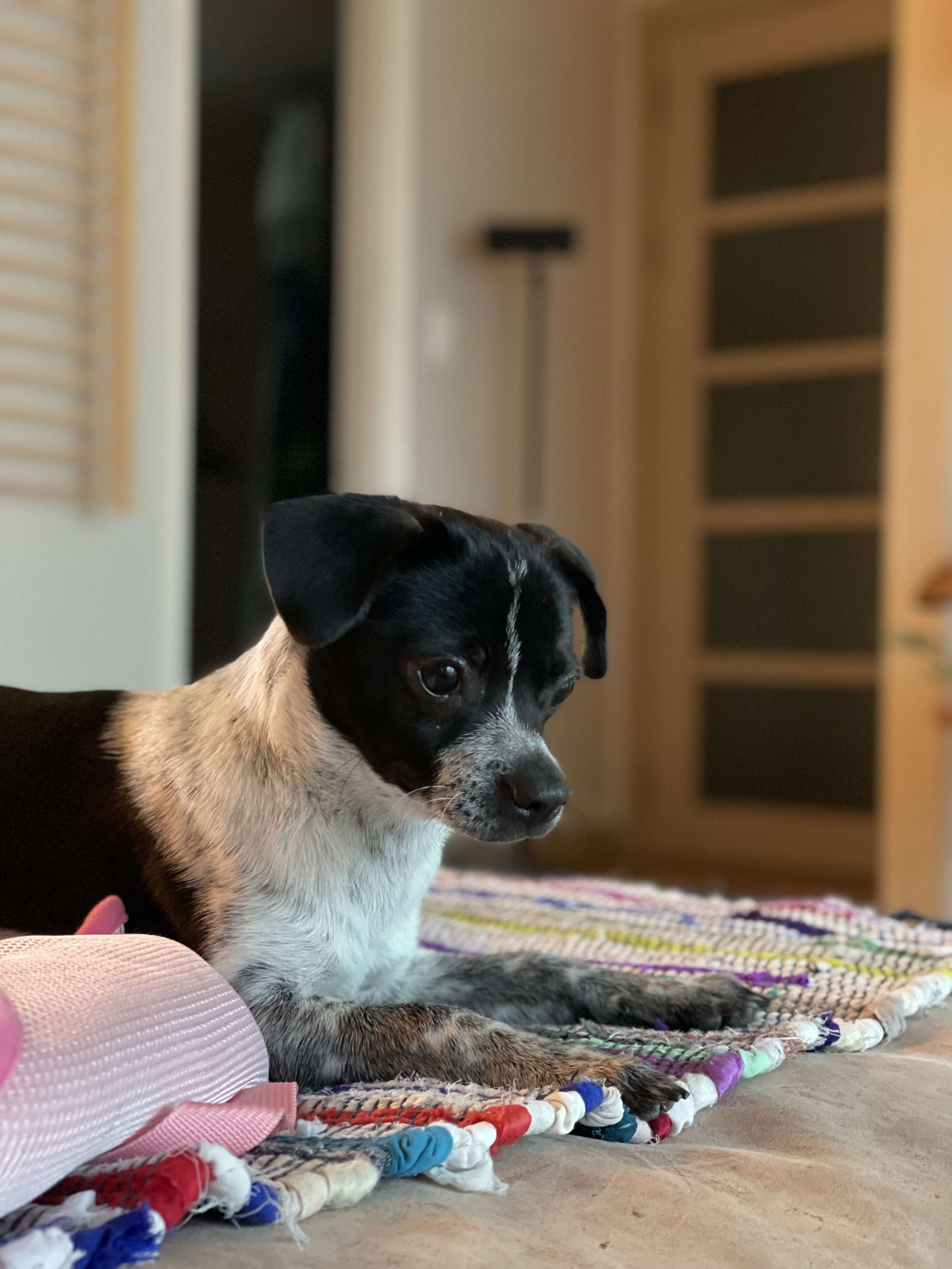 다림(다니) 온 지 3개월 후