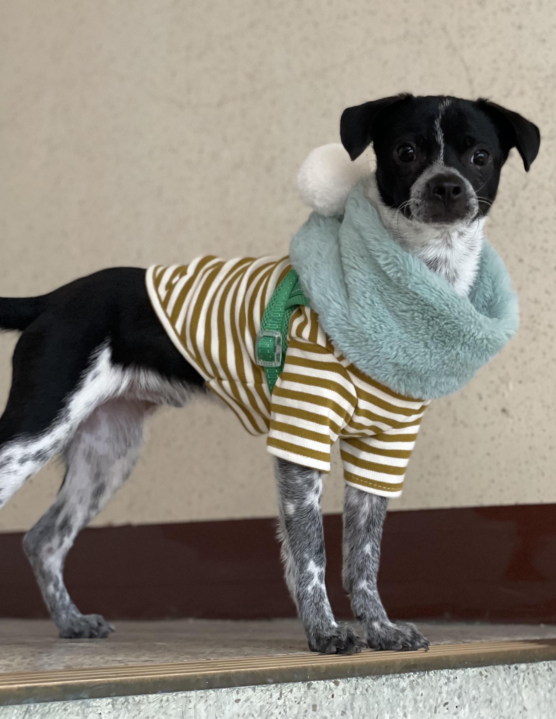 다림(다니) 온 지 3개월 후