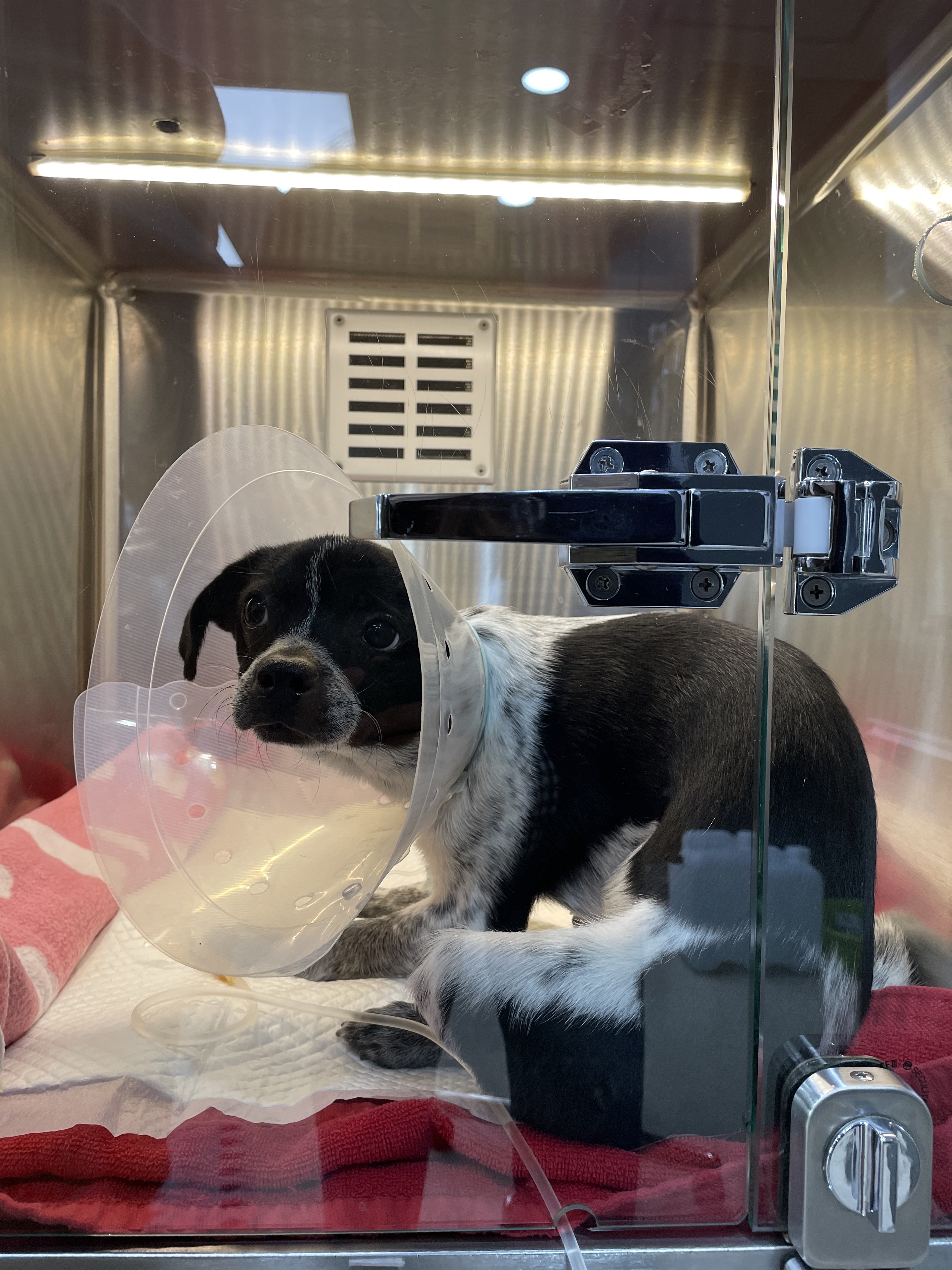 다림(다니) 온 지 3개월 후