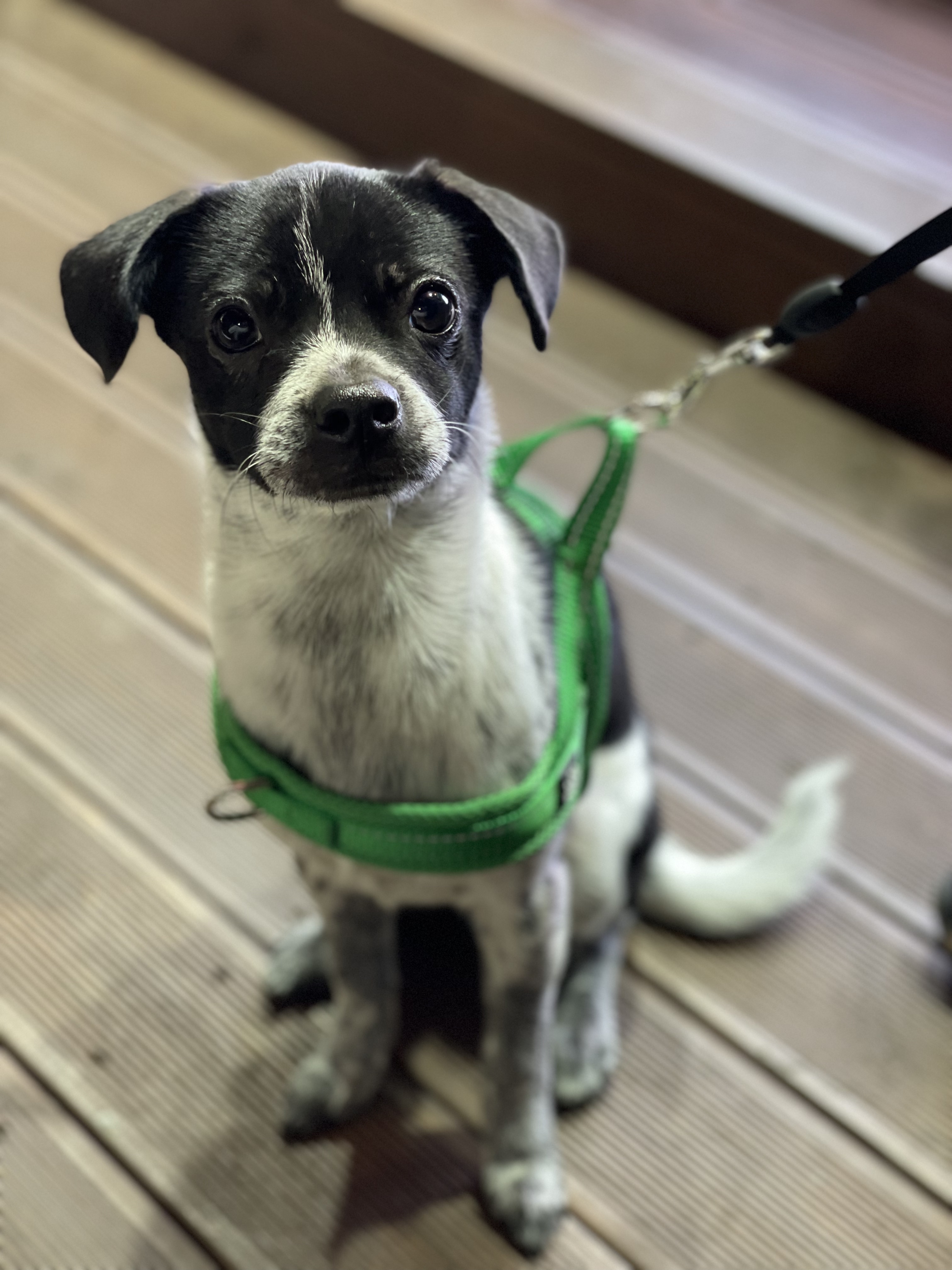 다림(다니) 온 지 3개월 후