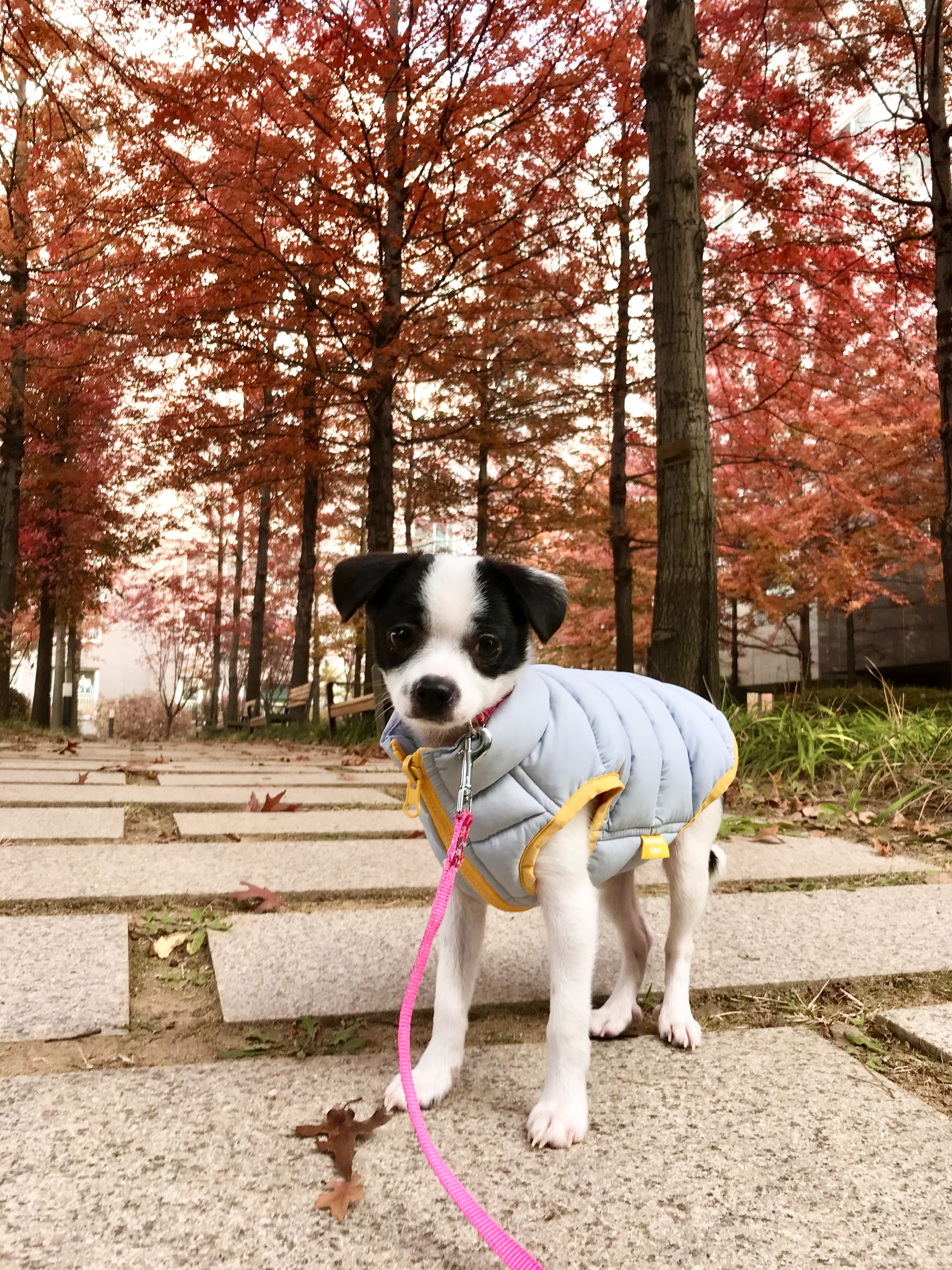 가을이(모뜨) 3개월 후기~