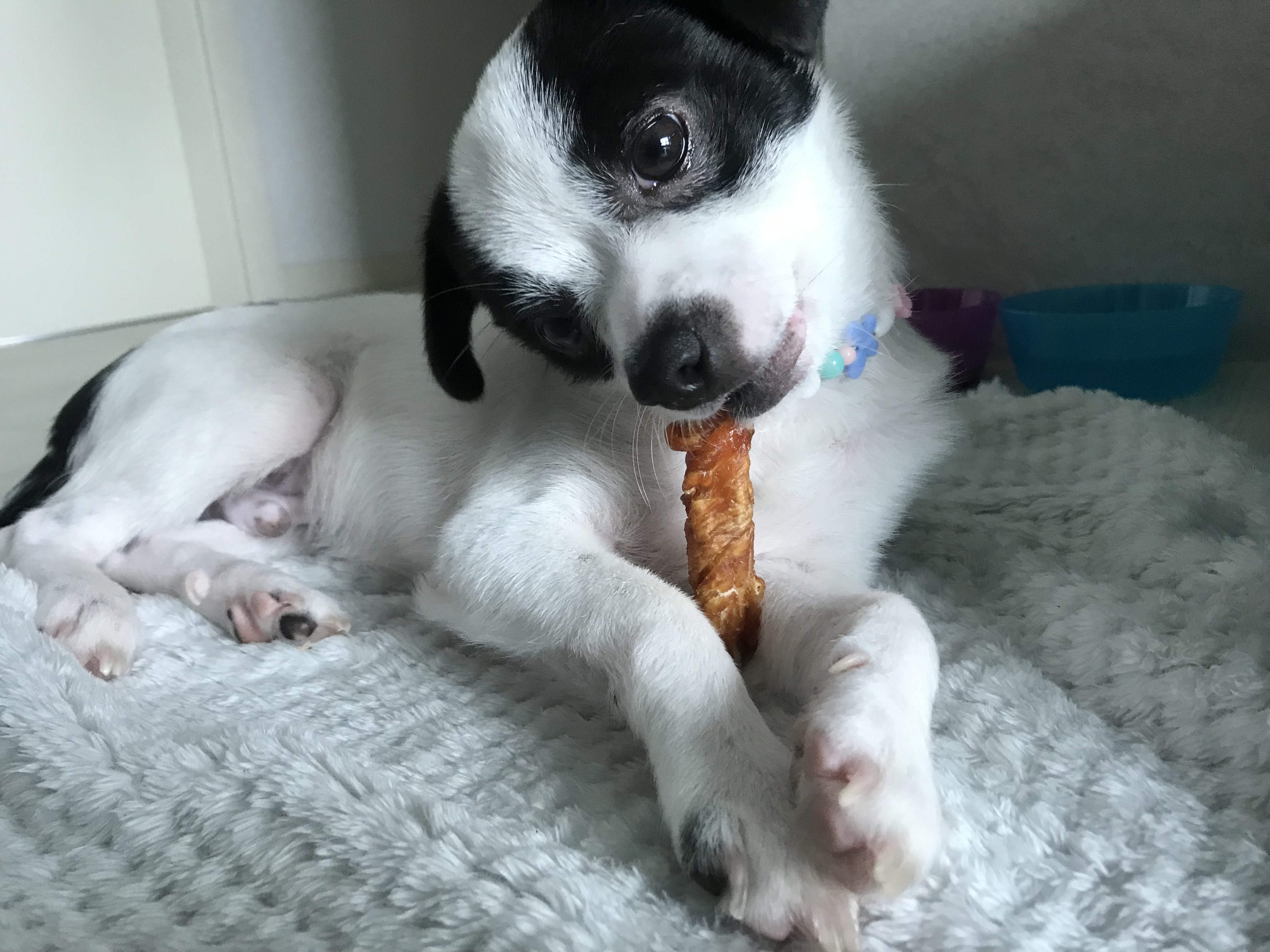 가을이(모뜨) 3개월 후기~