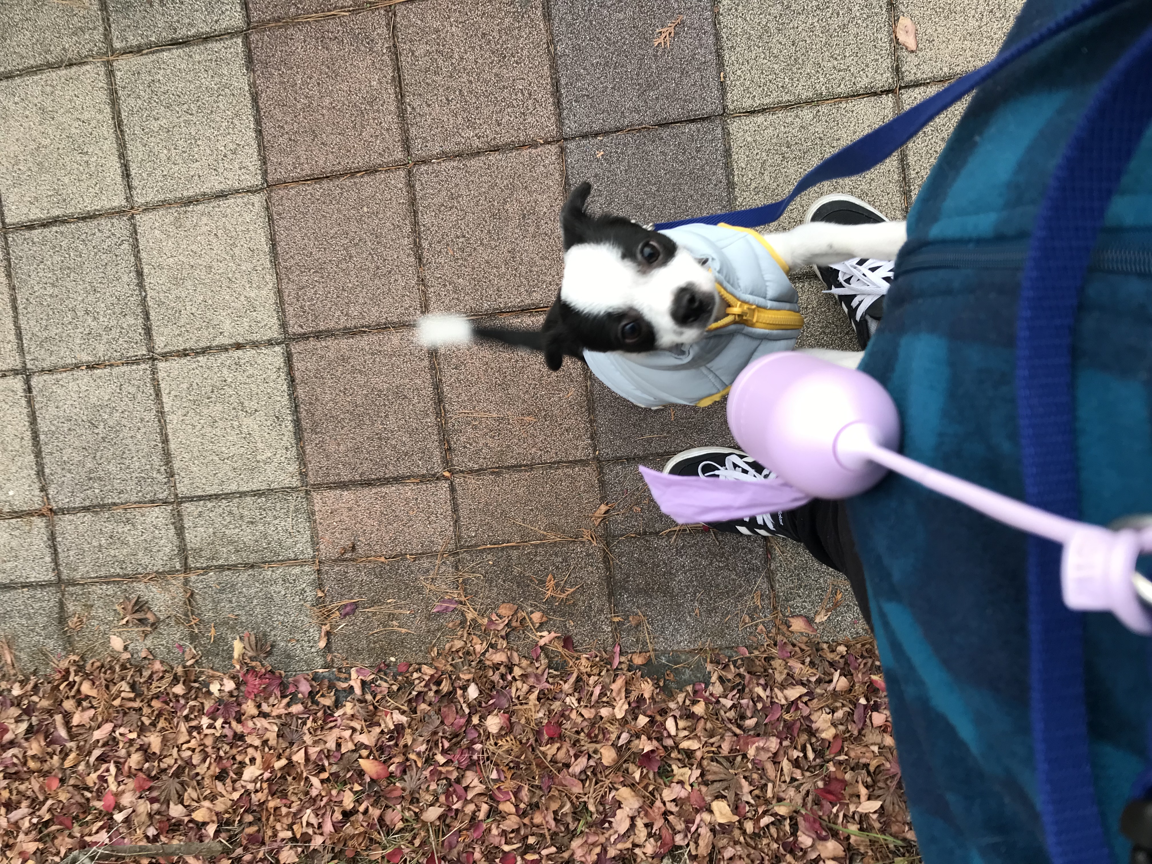 가을이(모뜨) 3개월 후기~