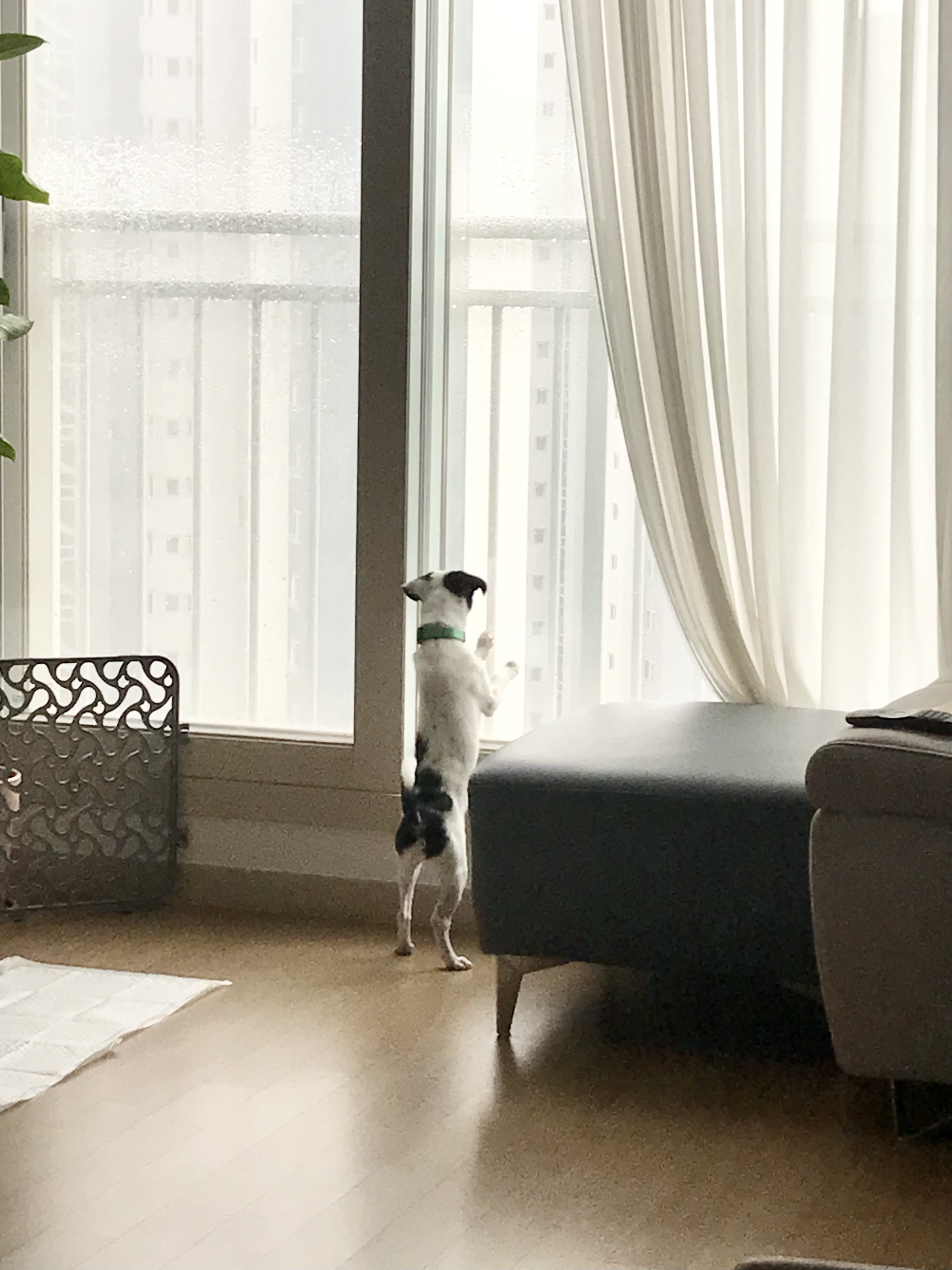 가을이(모뜨) 3개월 후기~