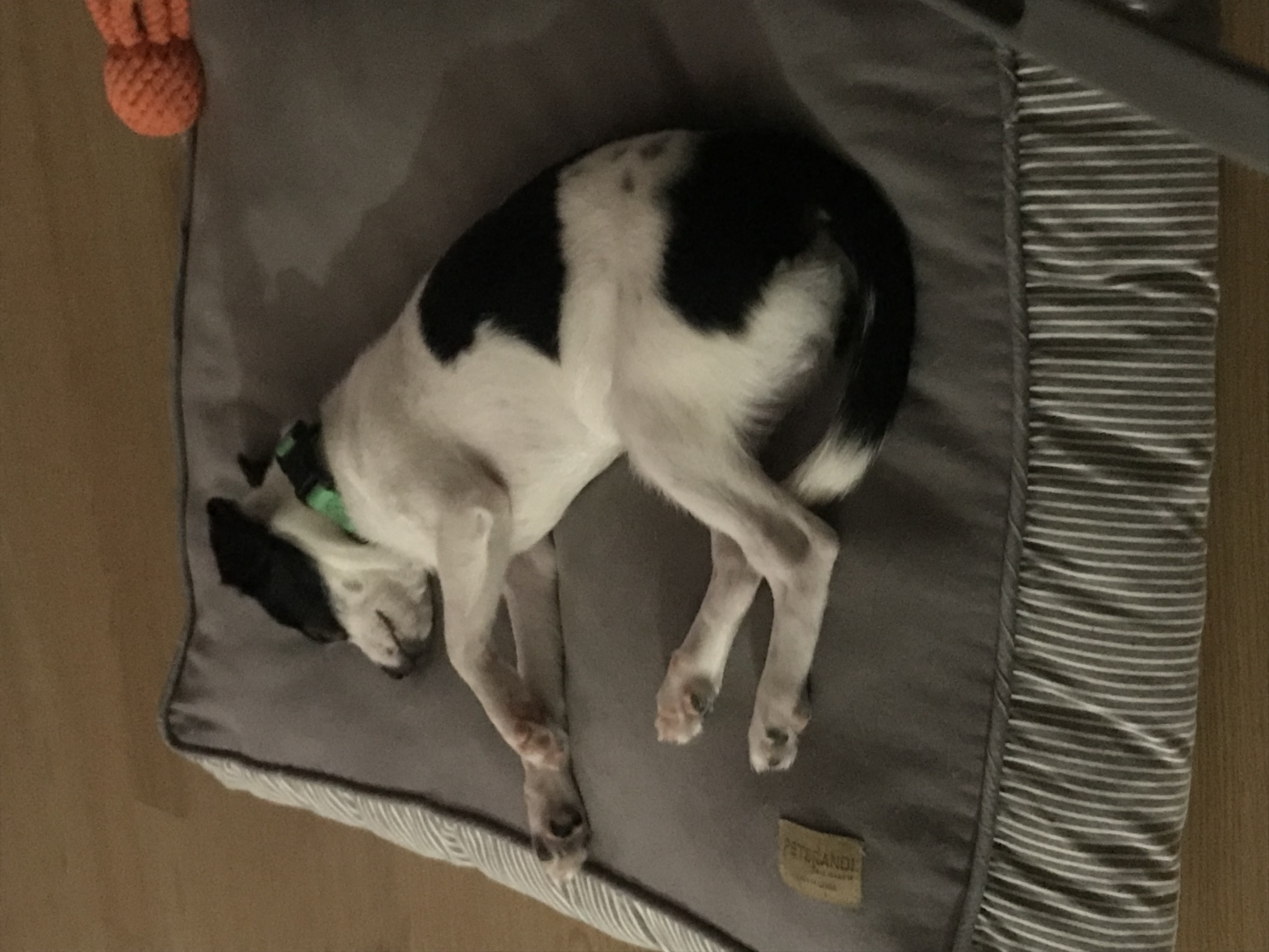 가을이(모뜨) 3개월 후기~