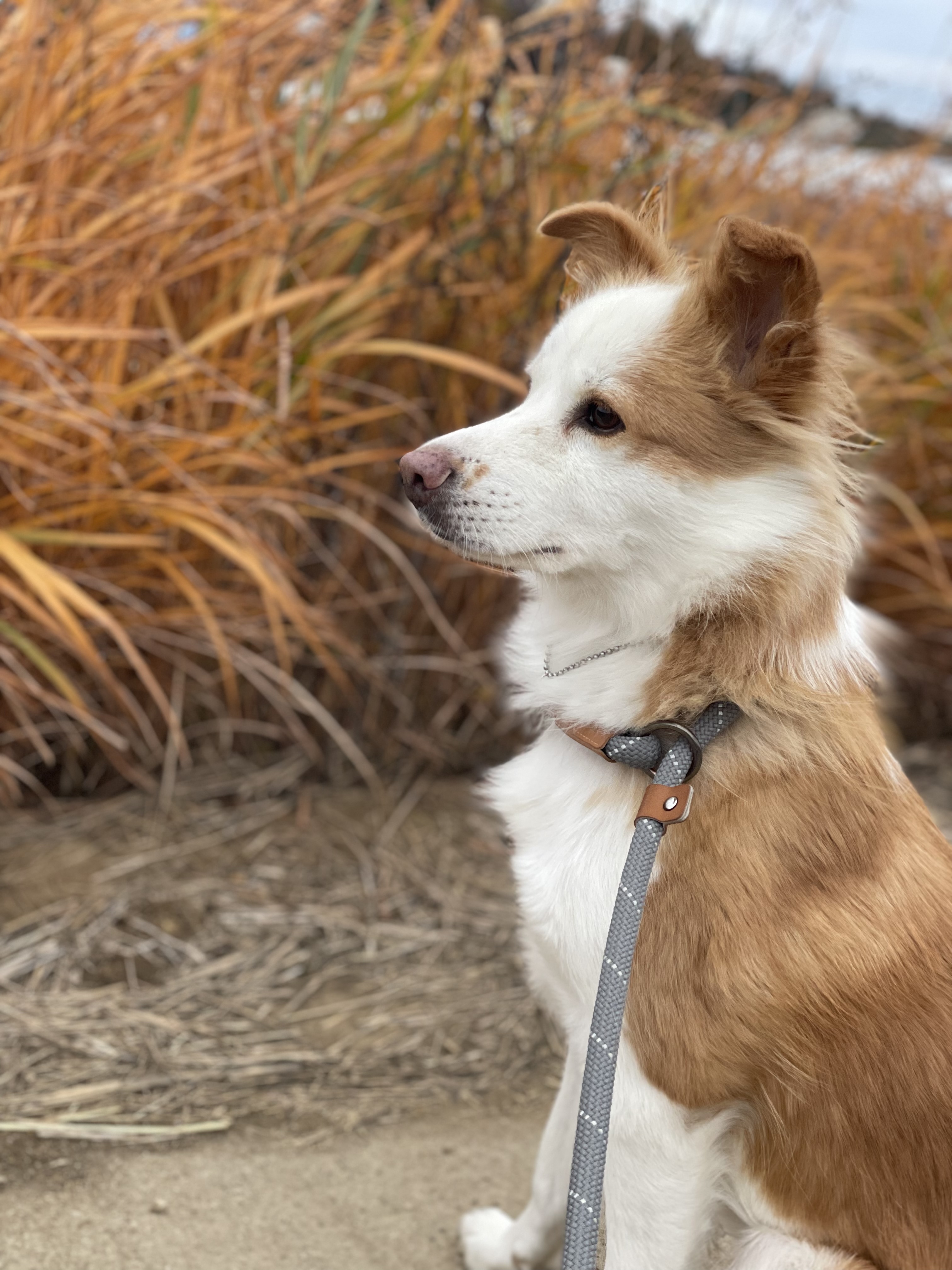 룽지 입양후기 입니다~