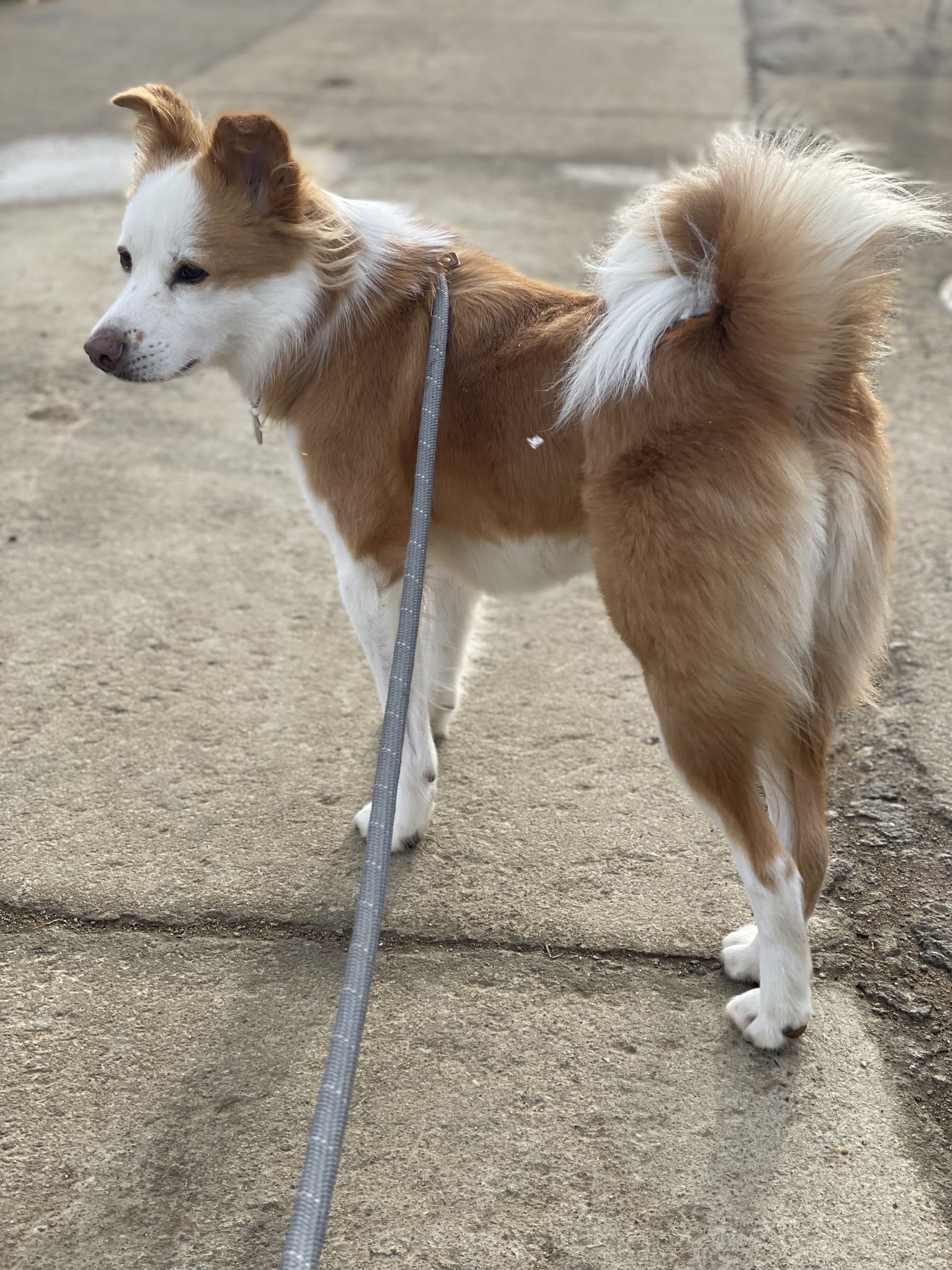 룽지 입양후기 입니다~