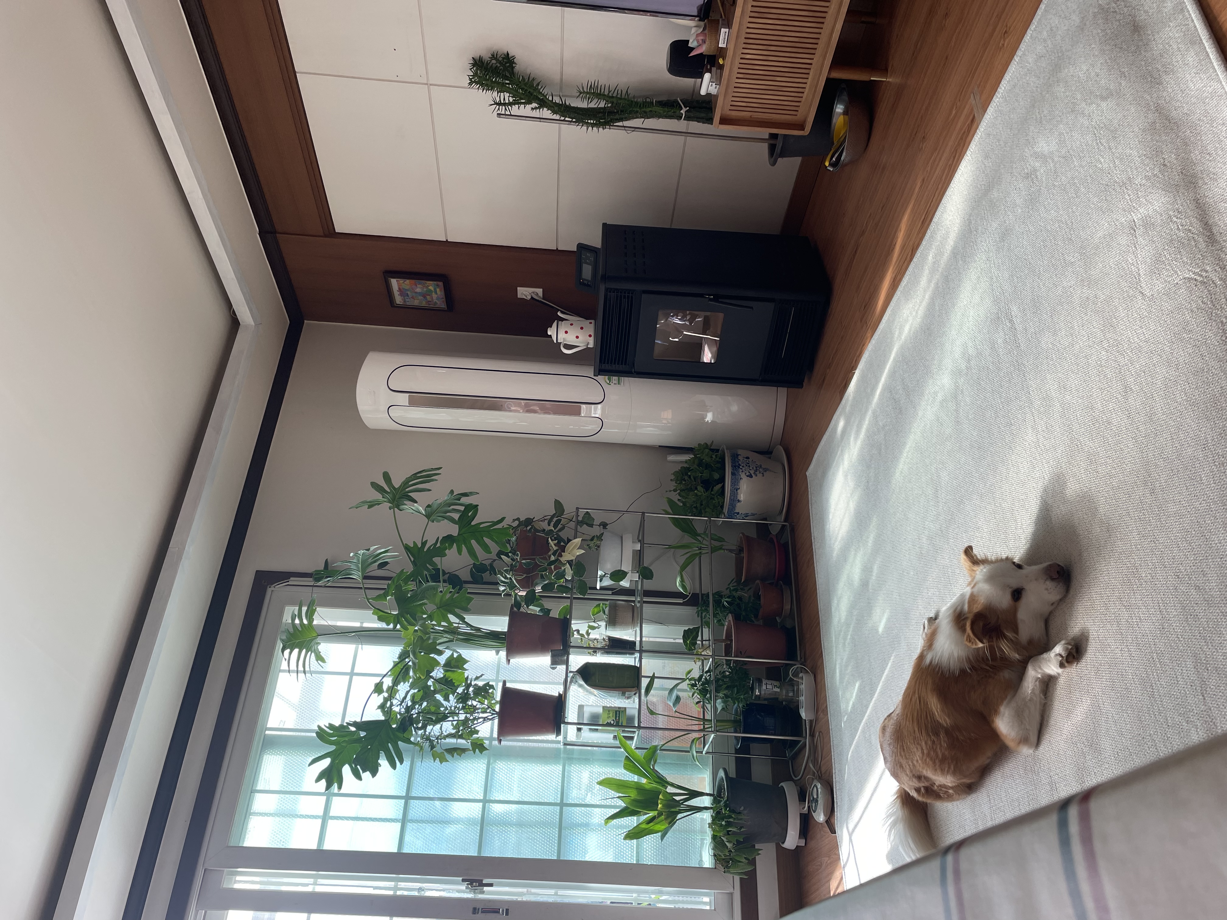 룽지 입양후기 입니다~