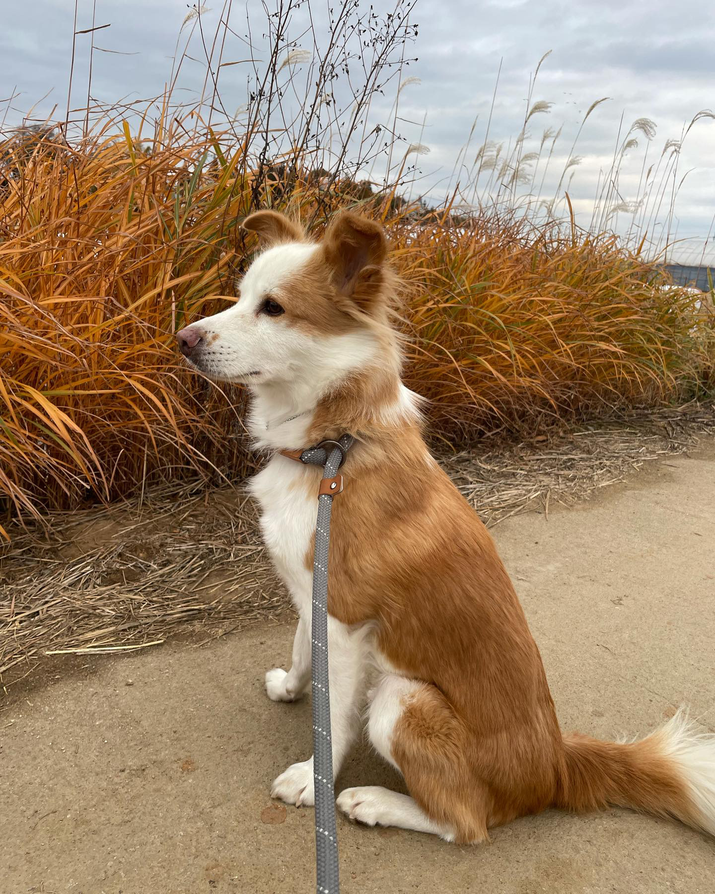 룽지 입양후기 입니다~