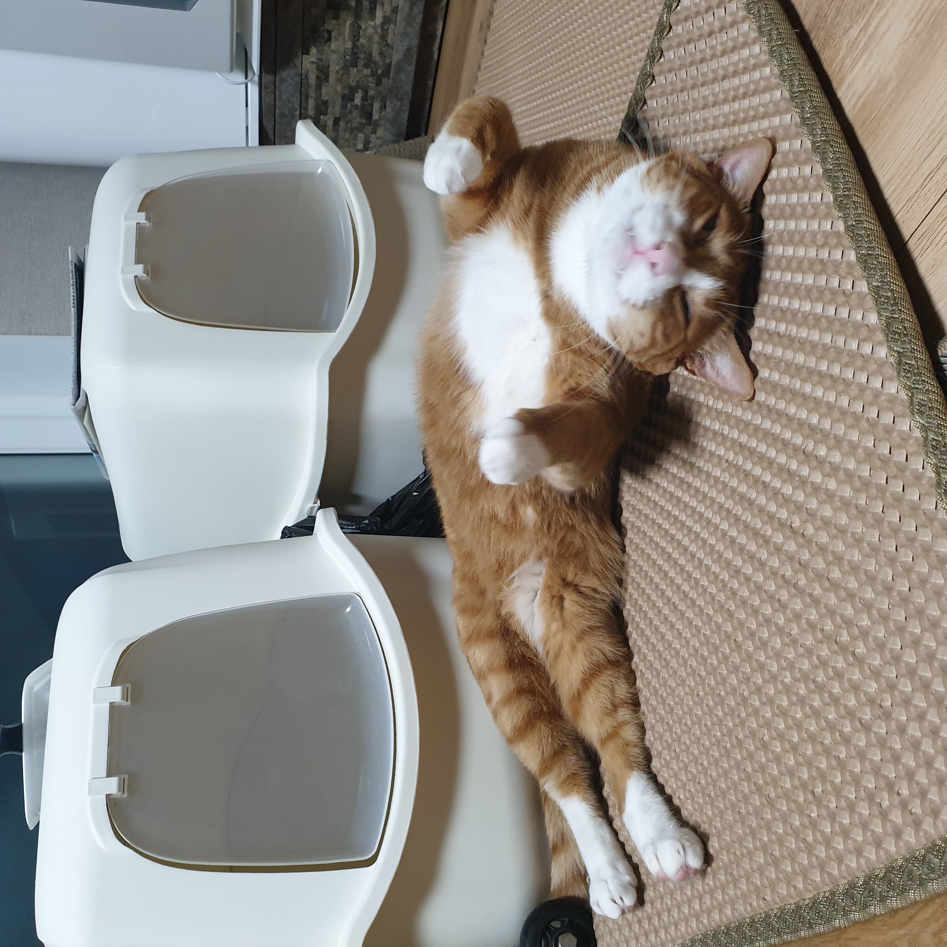 이린이 입양 3년차