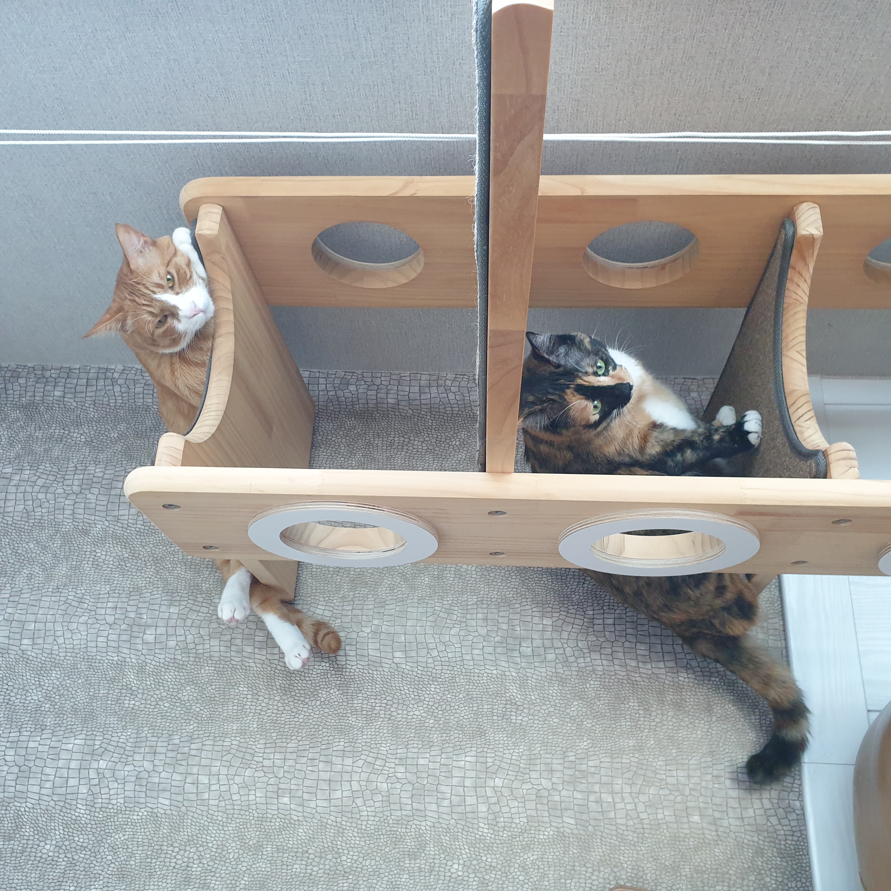 이린이 입양 3년차