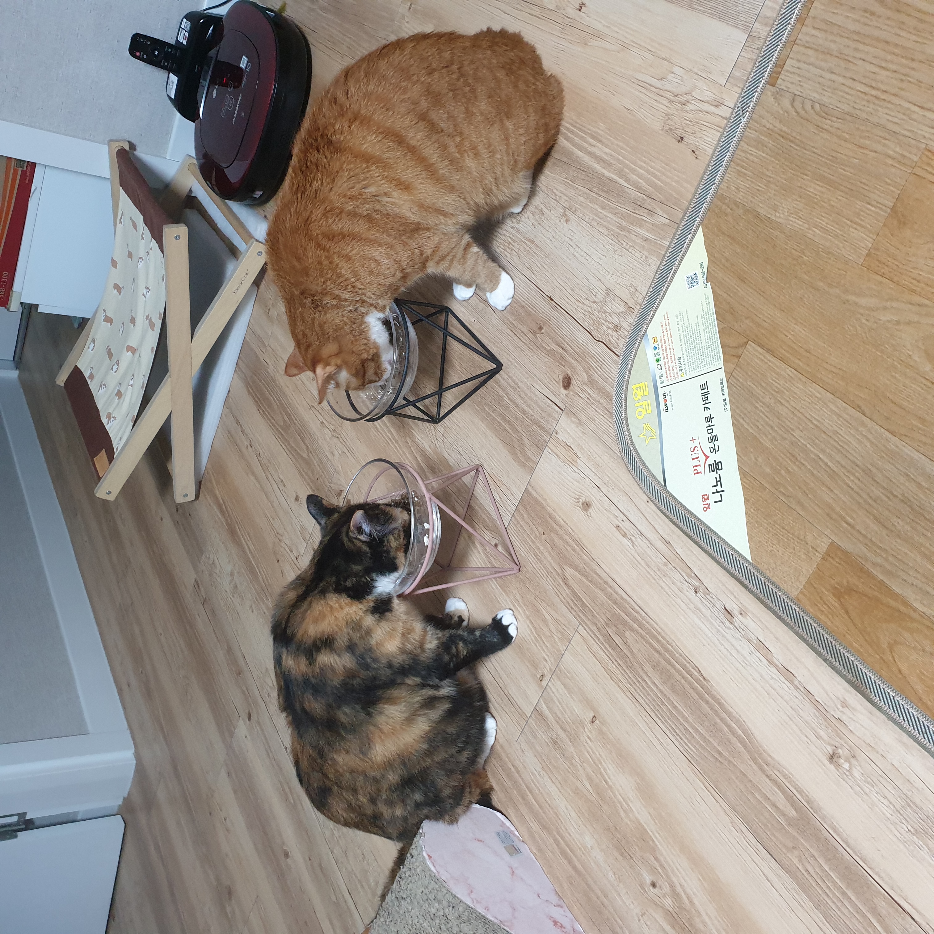 이린이 입양 3년차