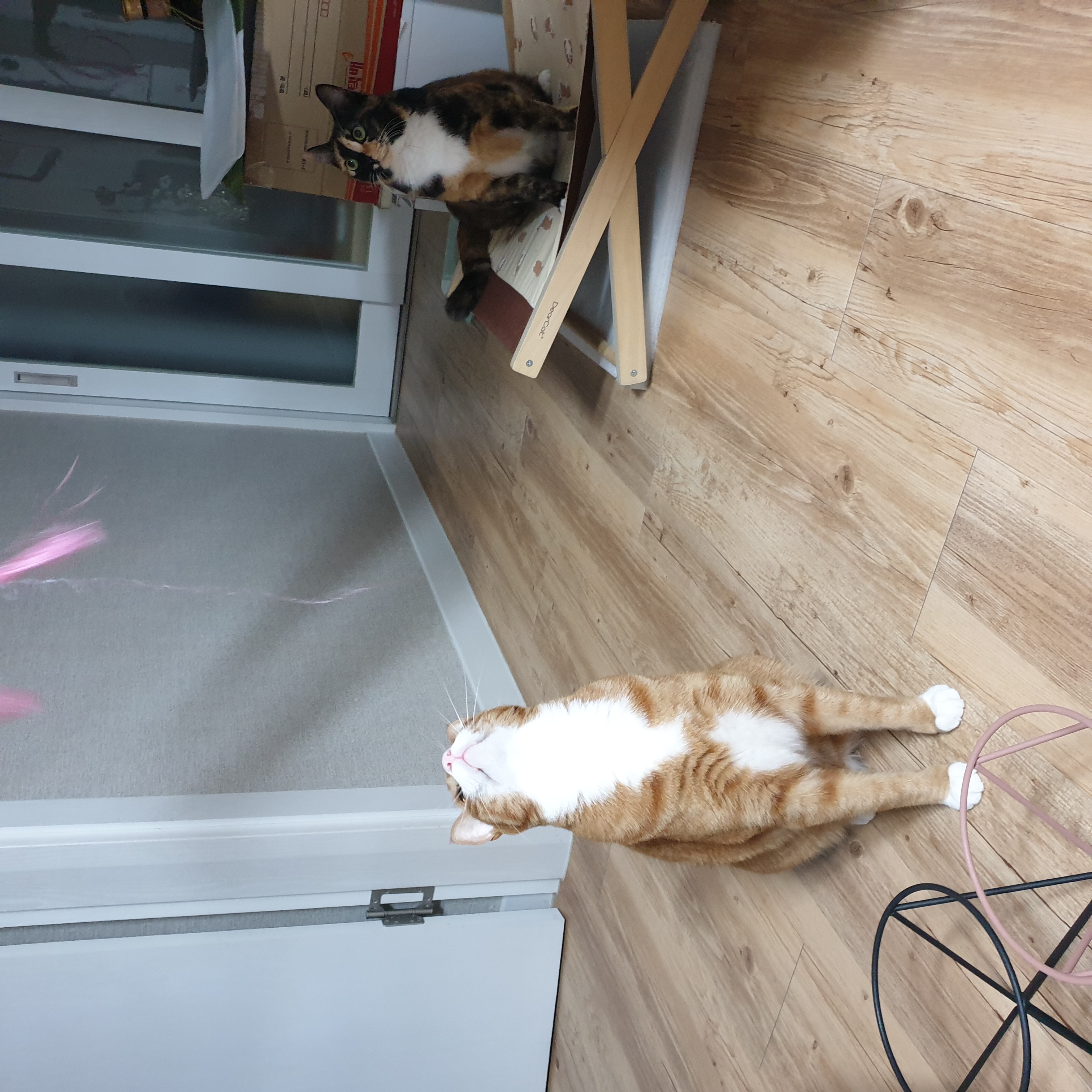 이린이 입양 3년차