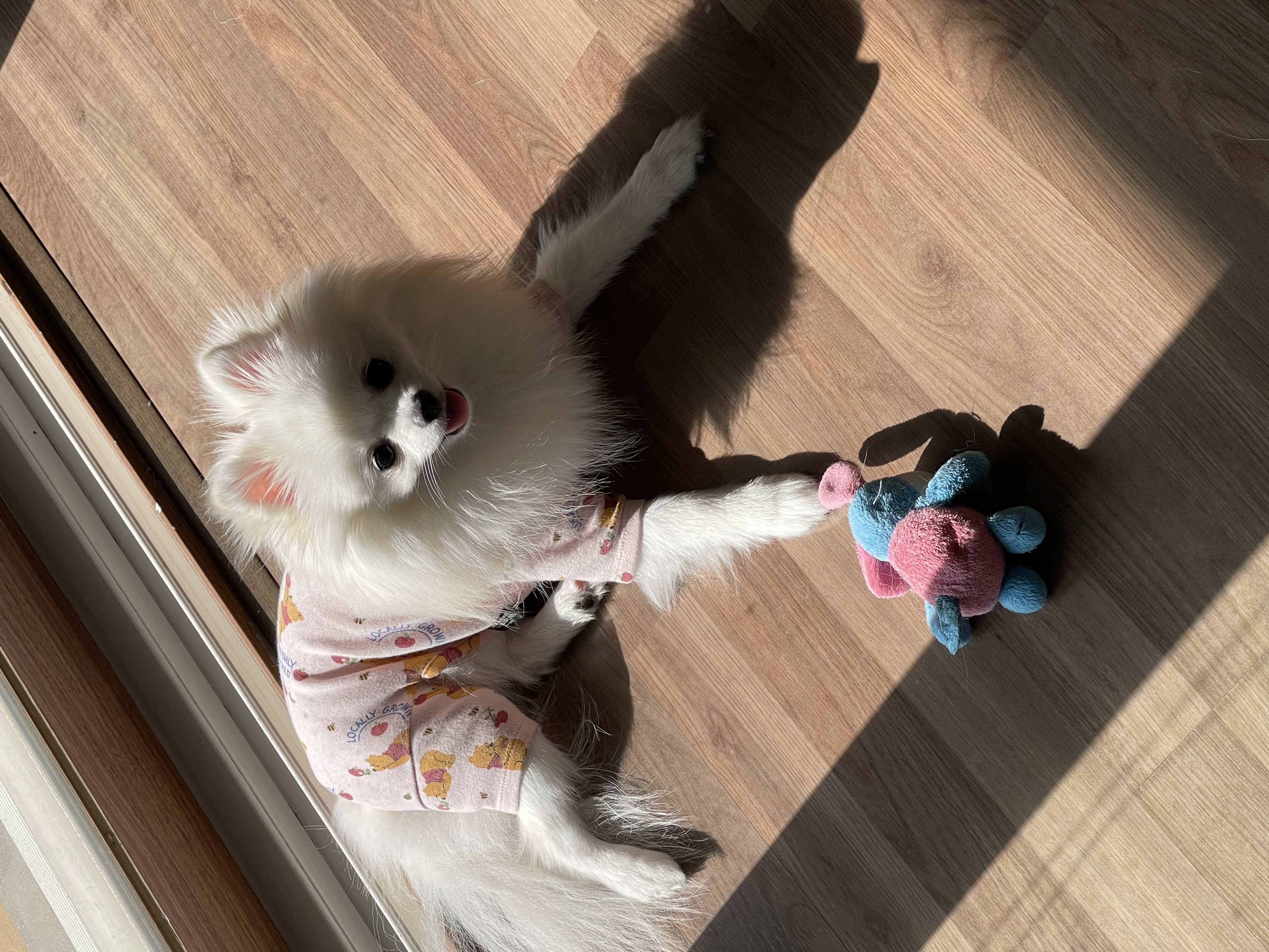 하루가 우리집에 온지 9개월이 되었네요