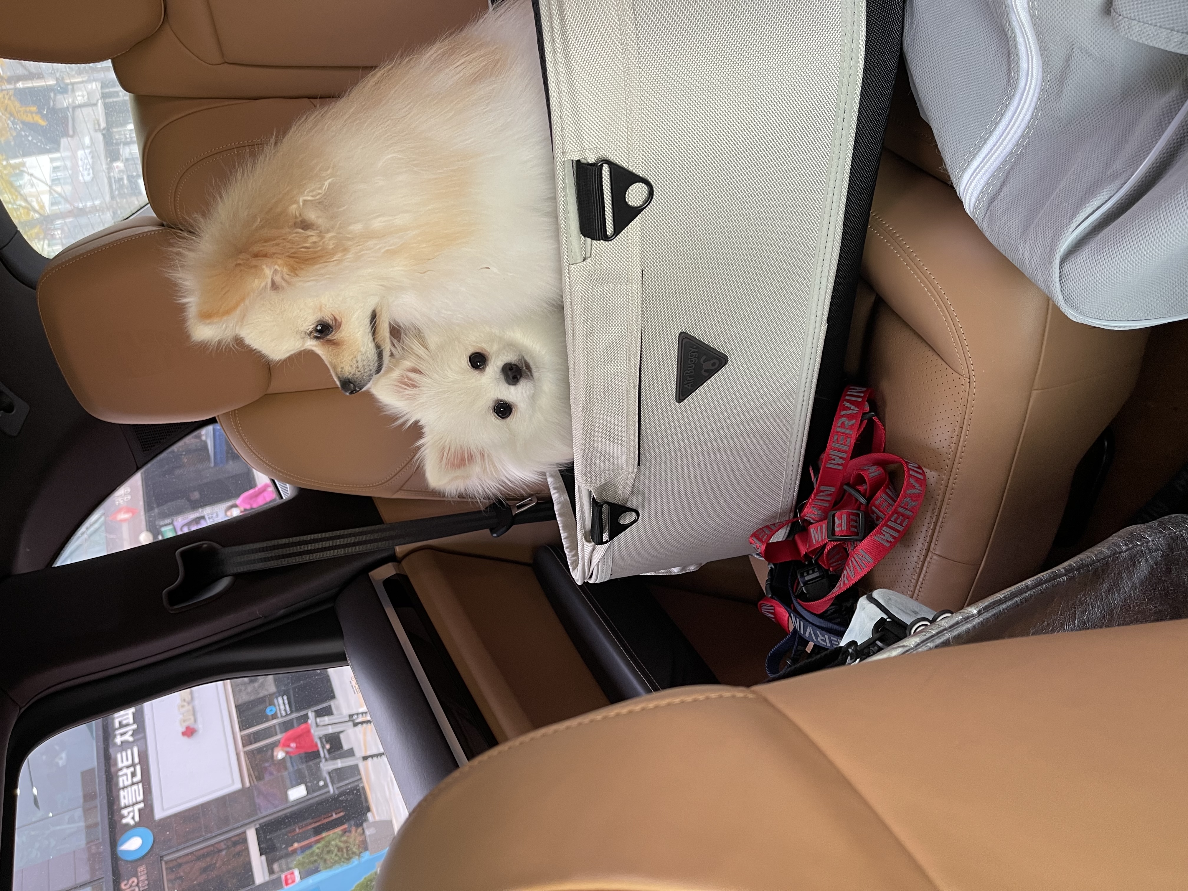 하루가 우리집에 온지 9개월이 되었네요