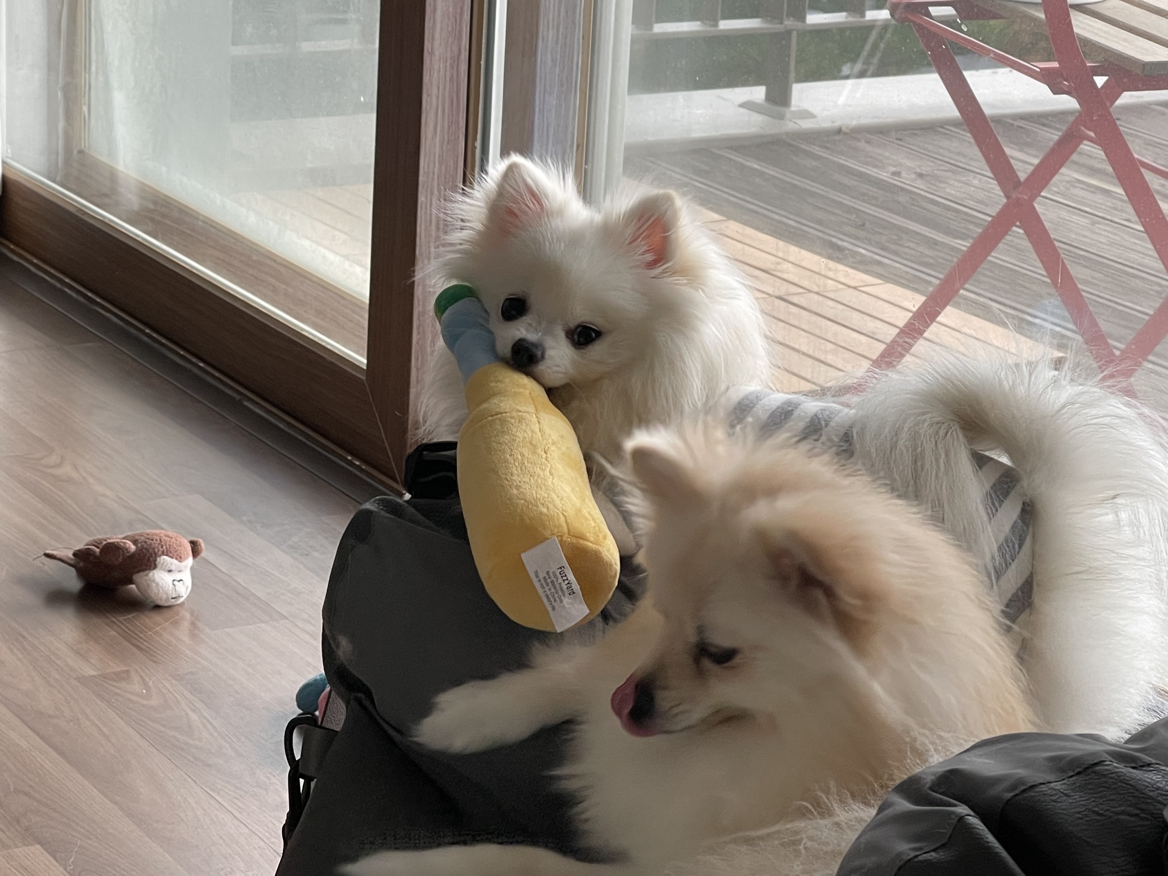 하루가 우리집에 온지 9개월이 되었네요