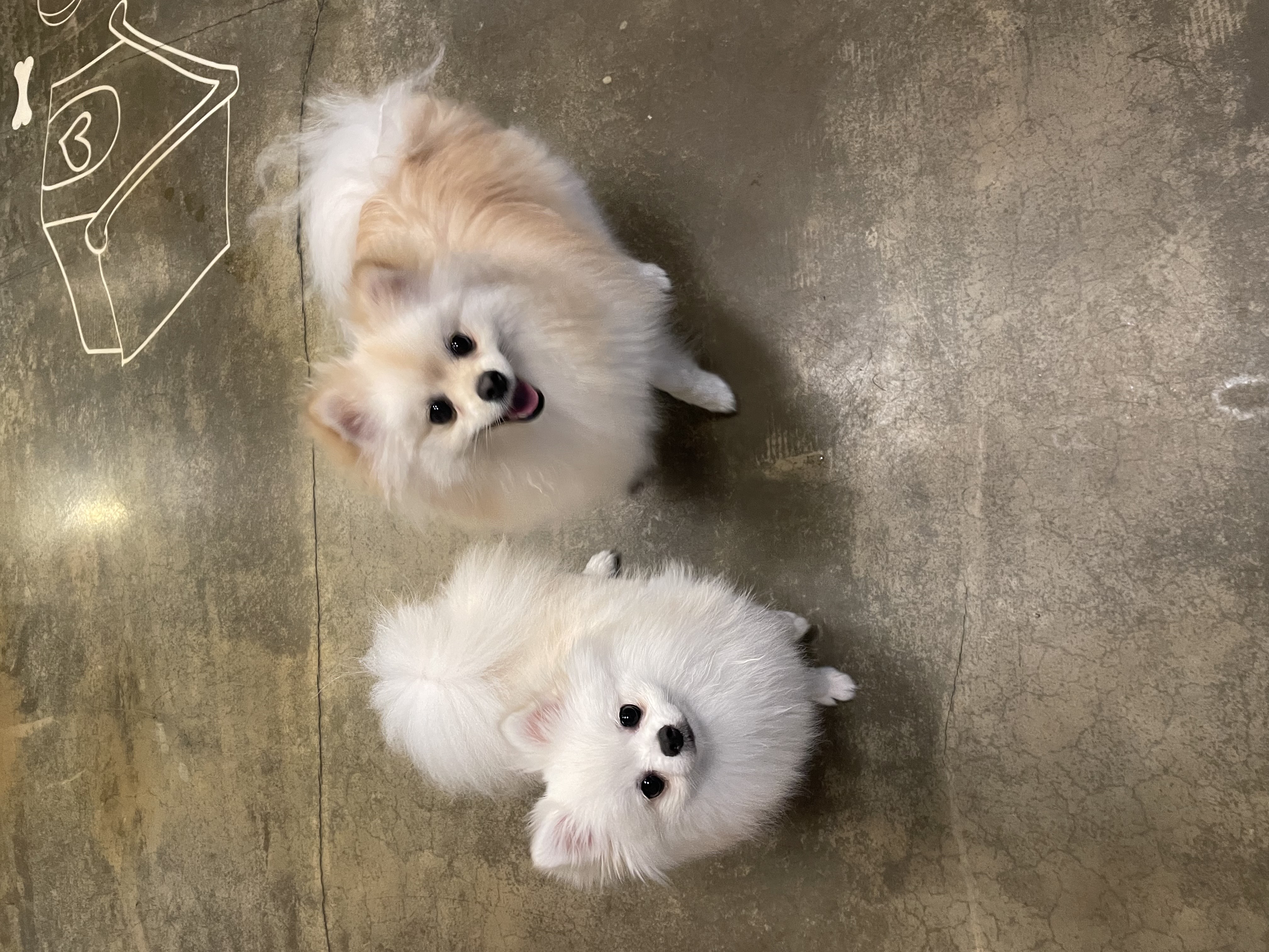 하루가 우리집에 온지 9개월이 되었네요