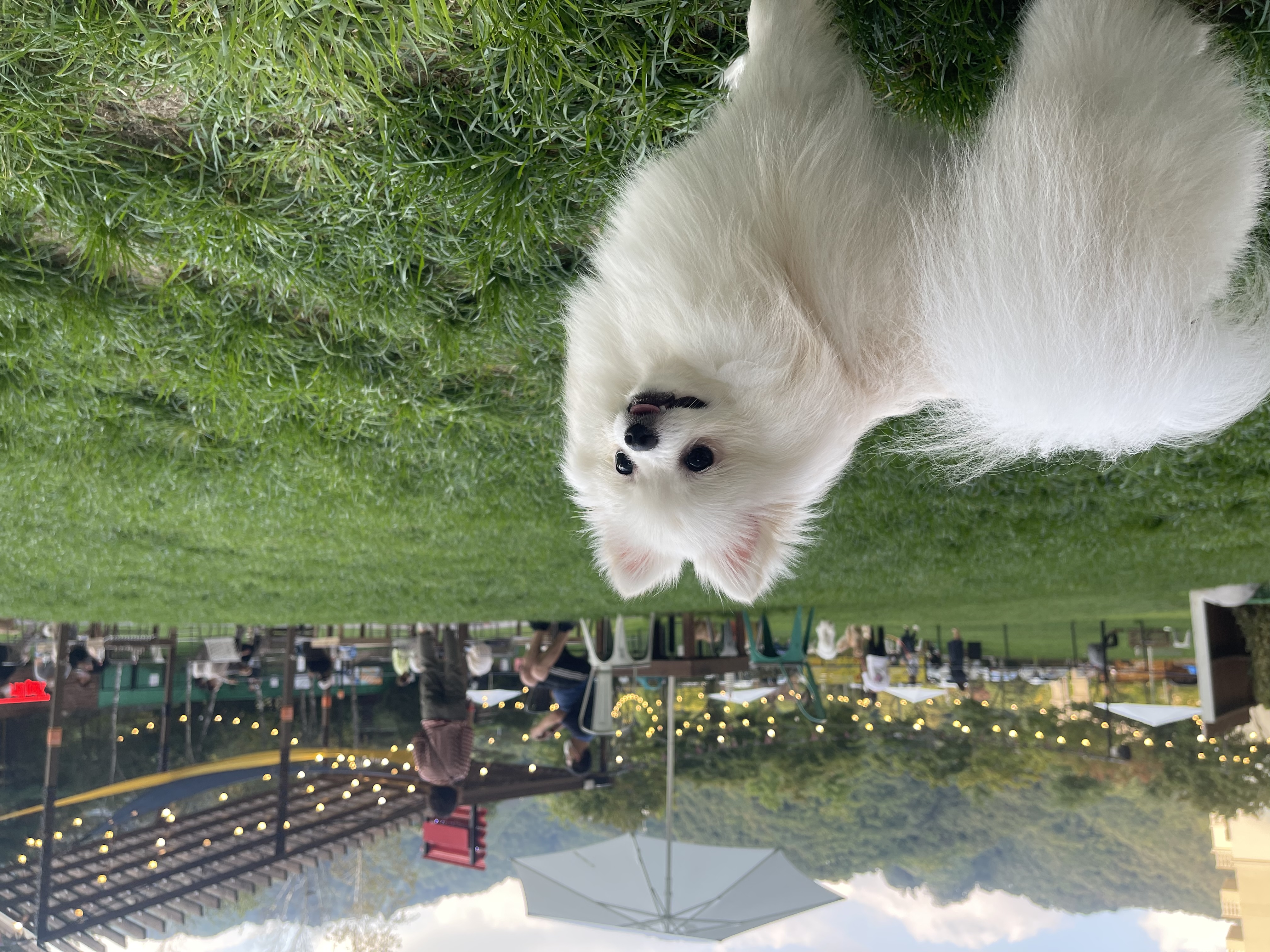 하루가 우리집에 온지 9개월이 되었네요