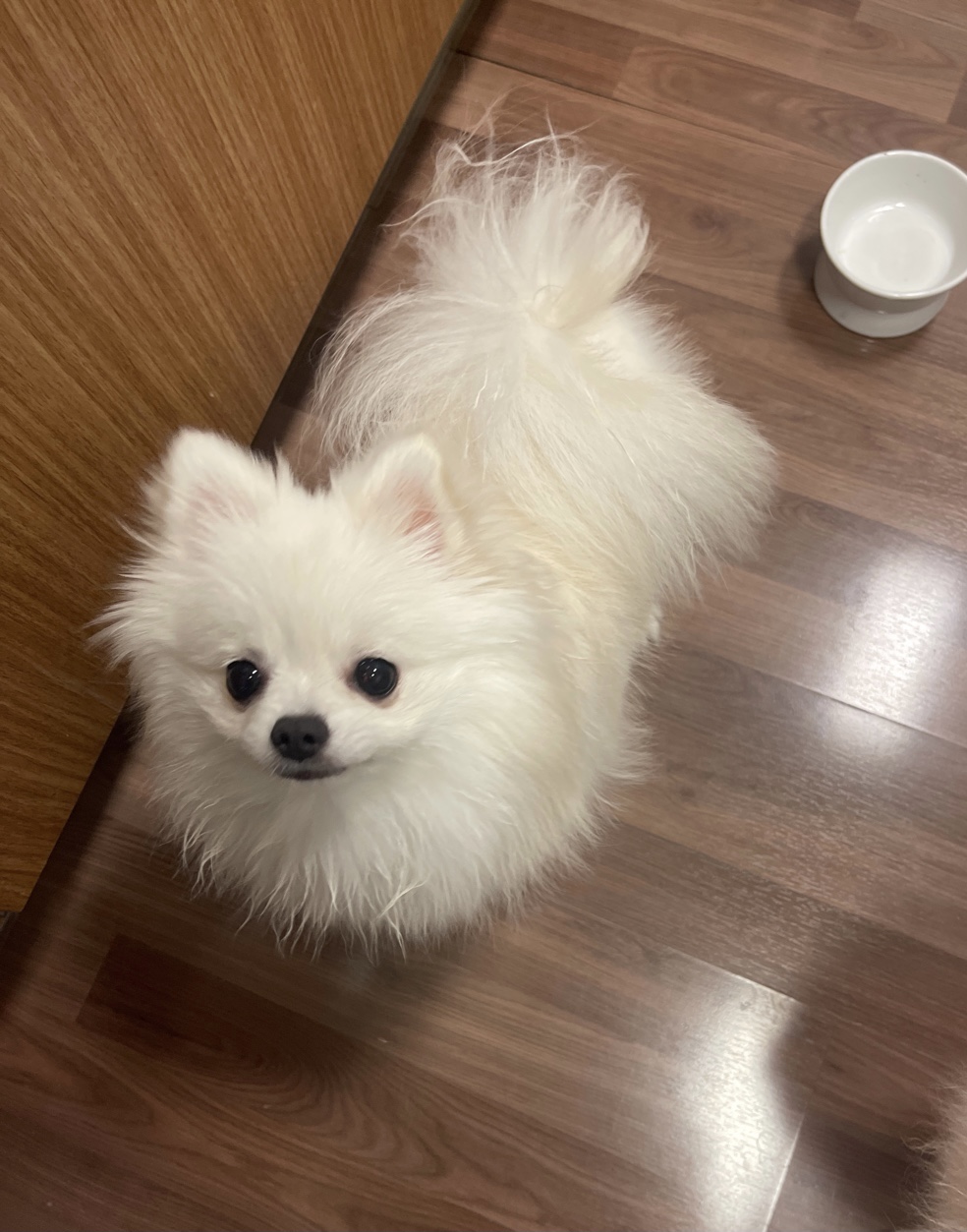 하루가 우리집에 온지 9개월이 되었네요