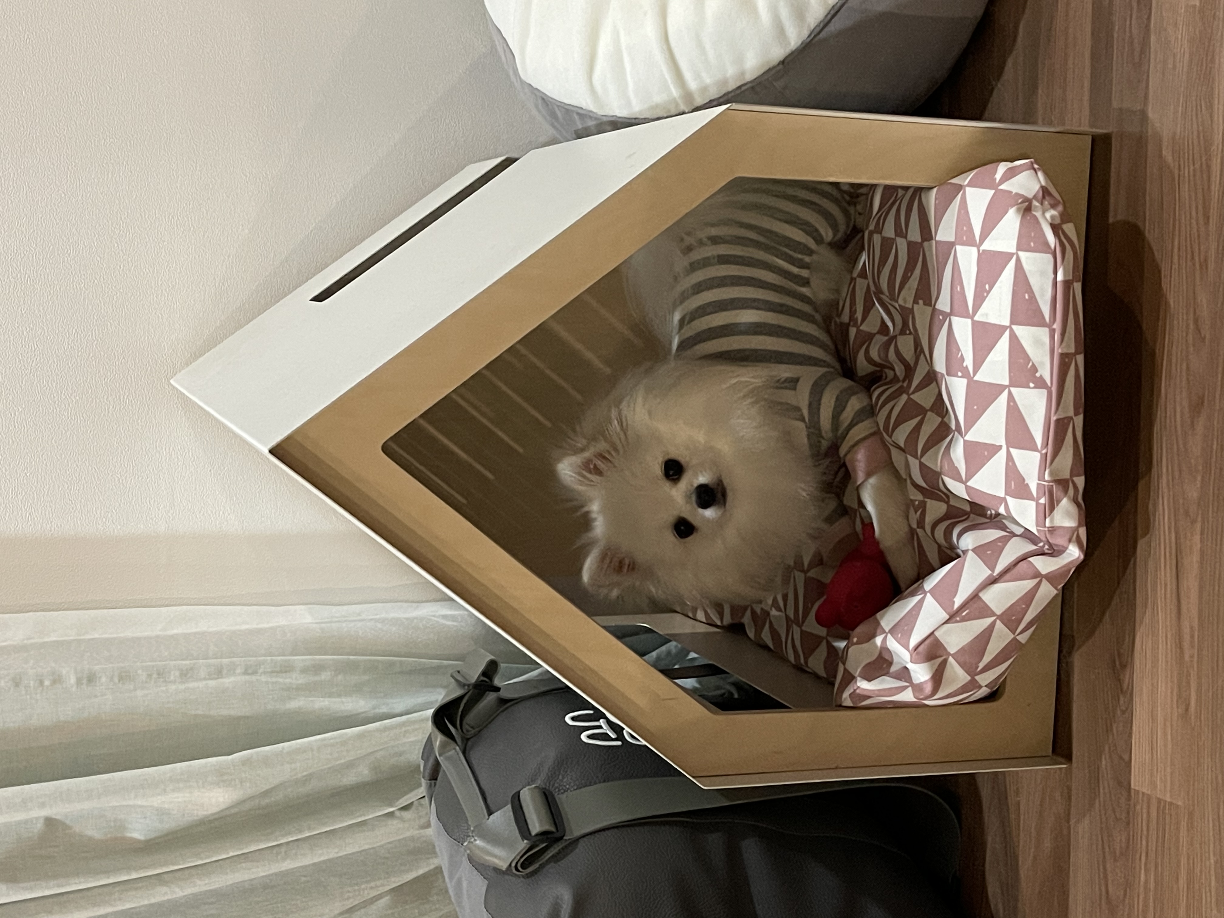 하루가 우리집에 온지 9개월이 되었네요