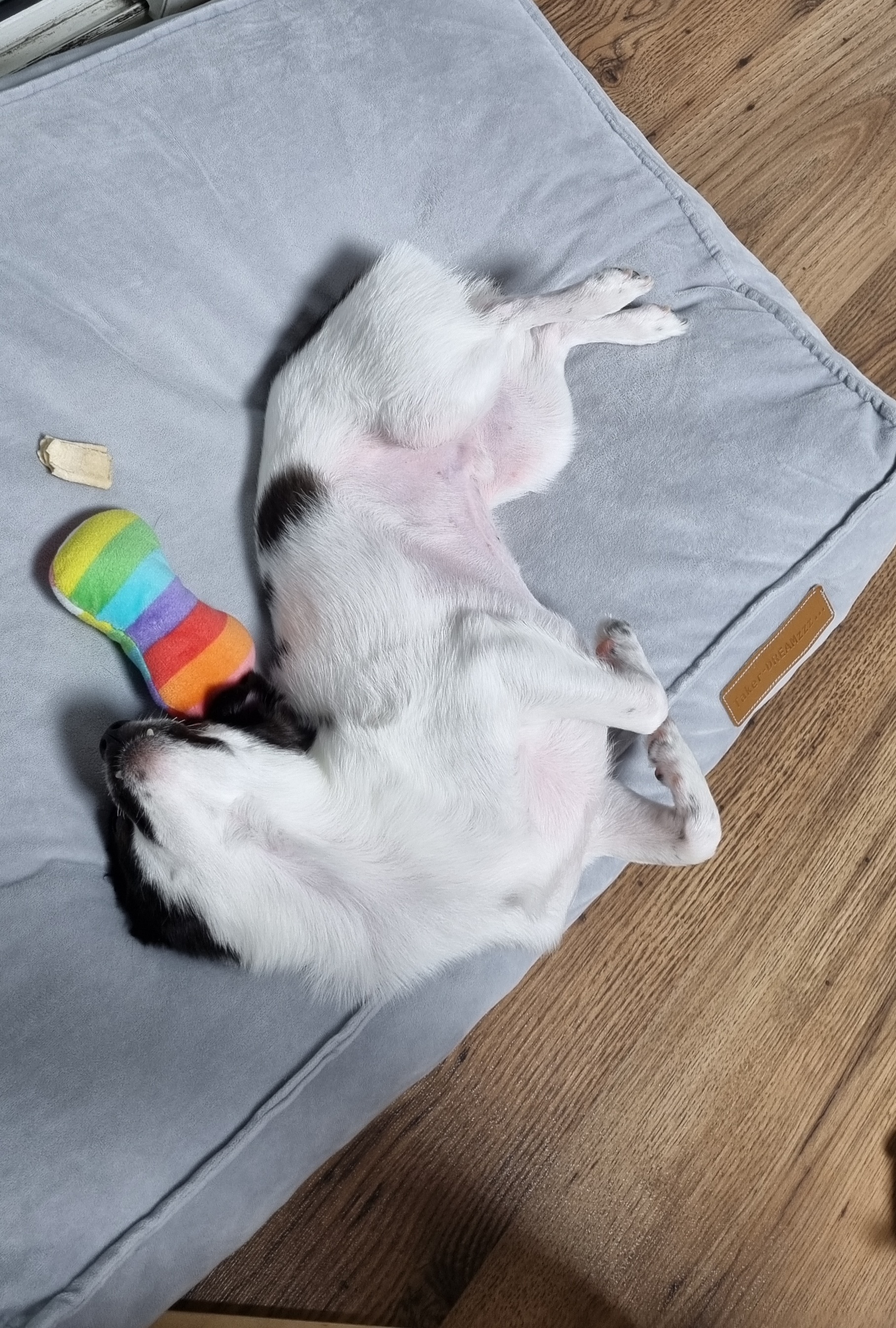 또리 1년후기❤️ (구 조커)