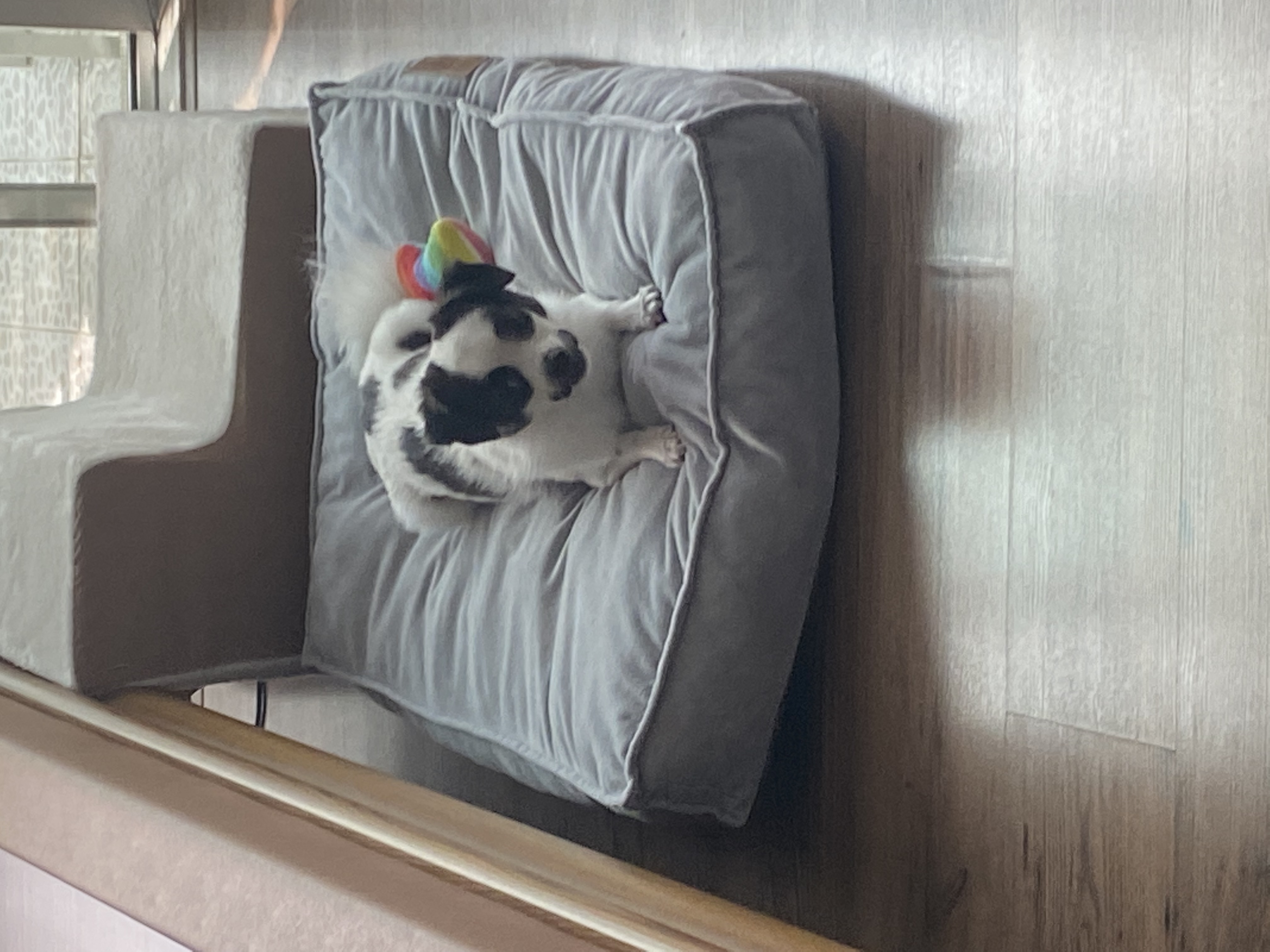 또리 1년후기❤️ (구 조커)