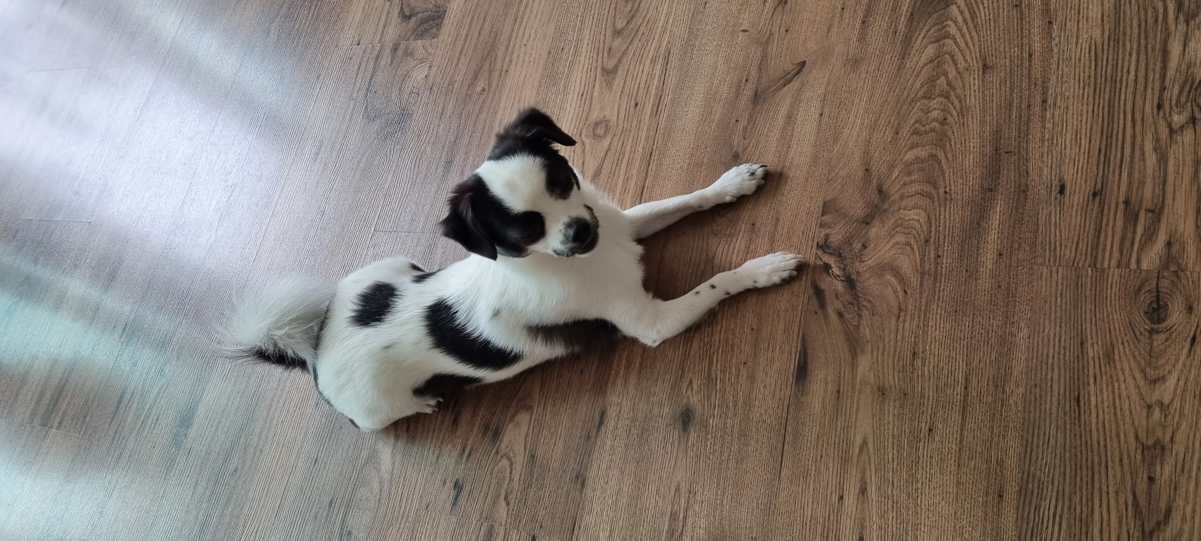 또리 1년후기❤️ (구 조커)