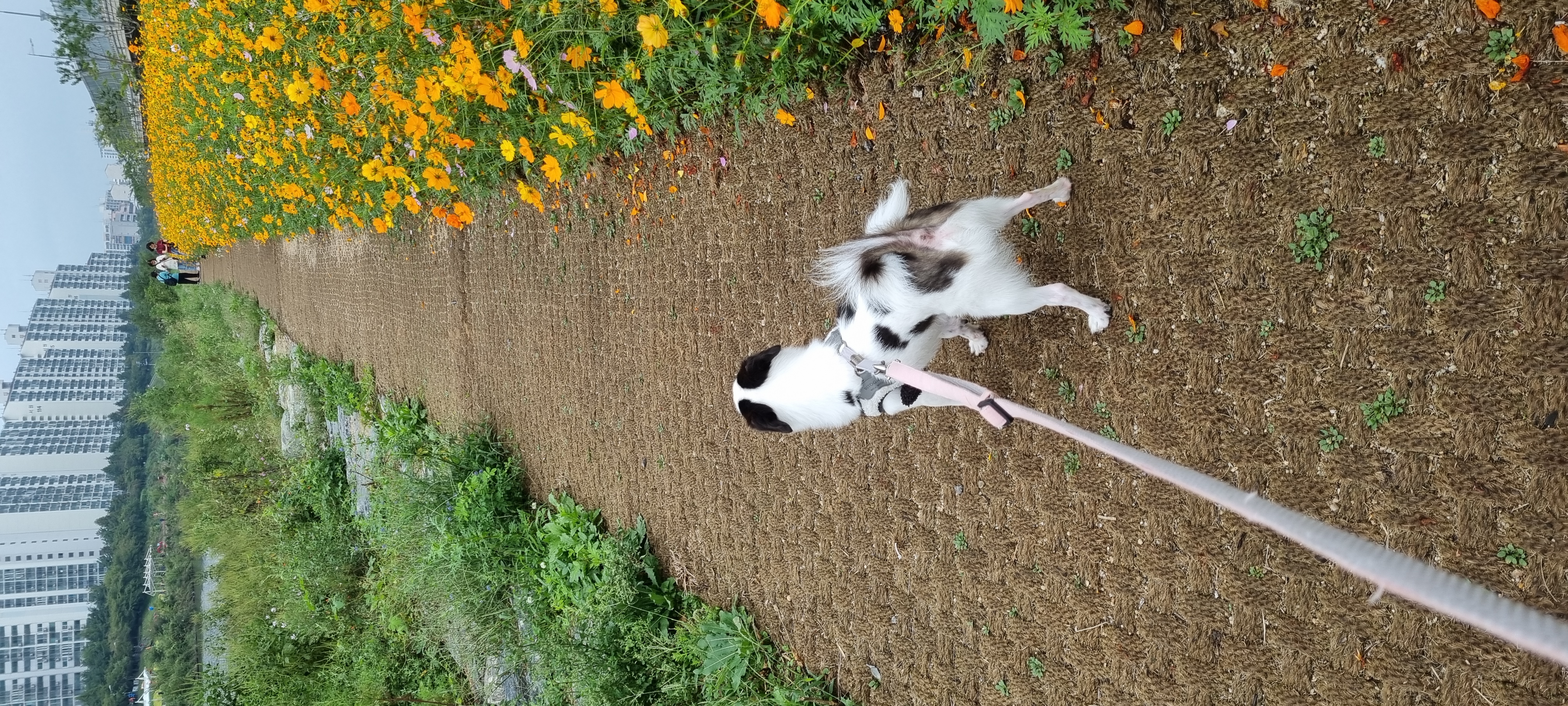 또리 1년후기❤️ (구 조커)