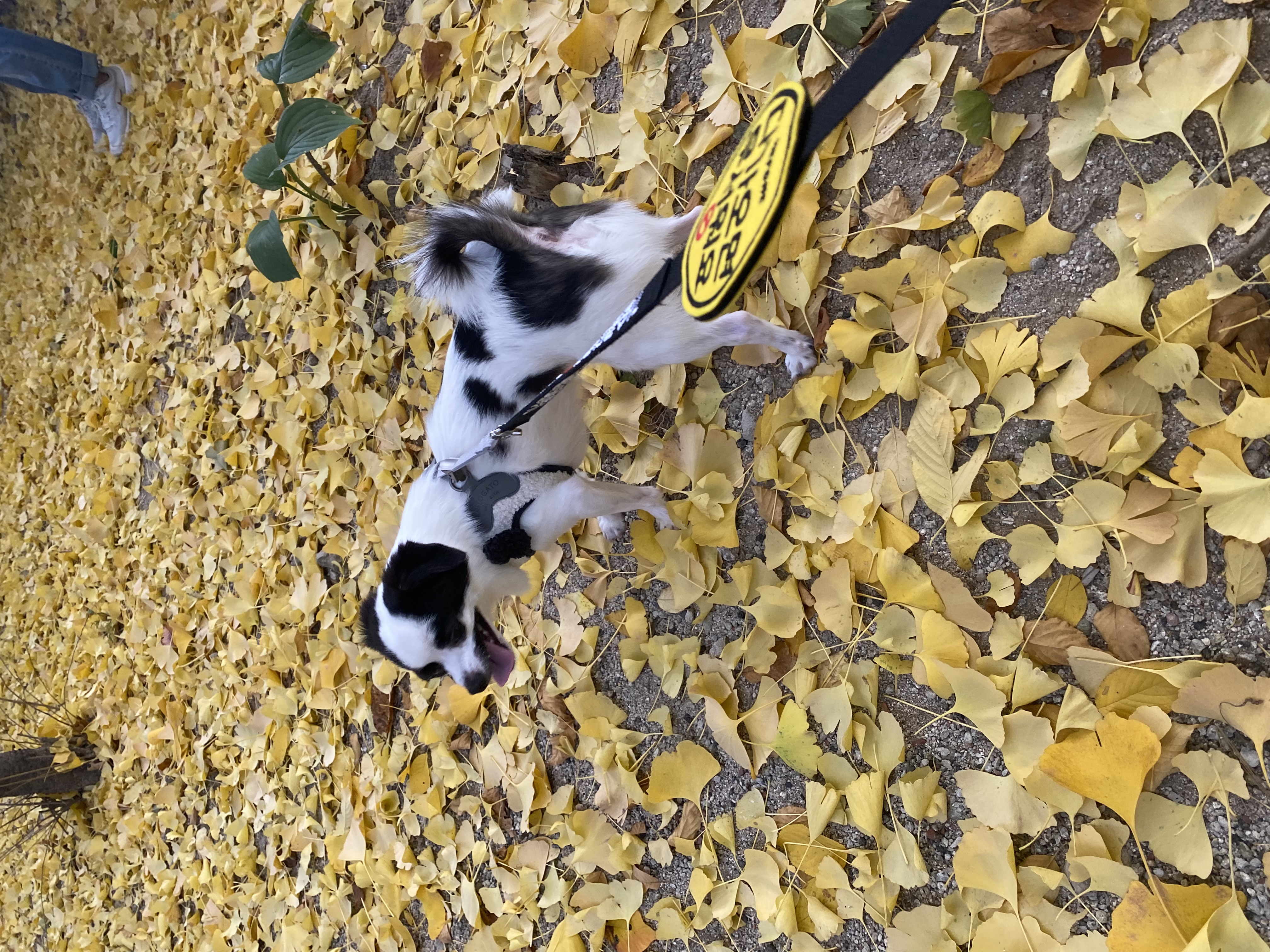 또리 1년후기❤️ (구 조커)