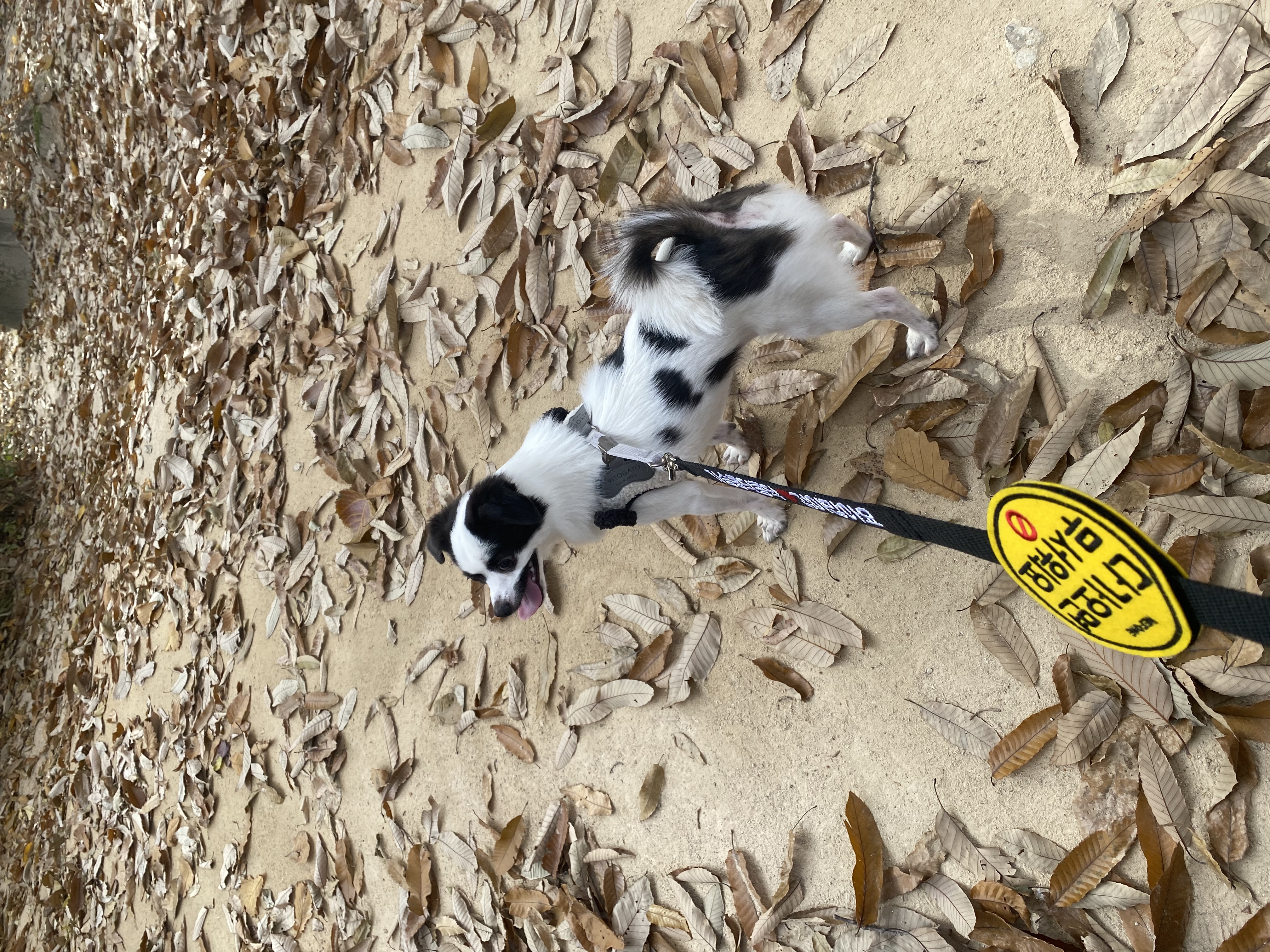 또리 1년후기❤️ (구 조커)