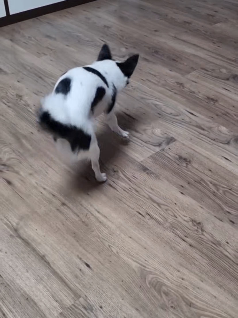 또리 1년후기❤️ (구 조커)