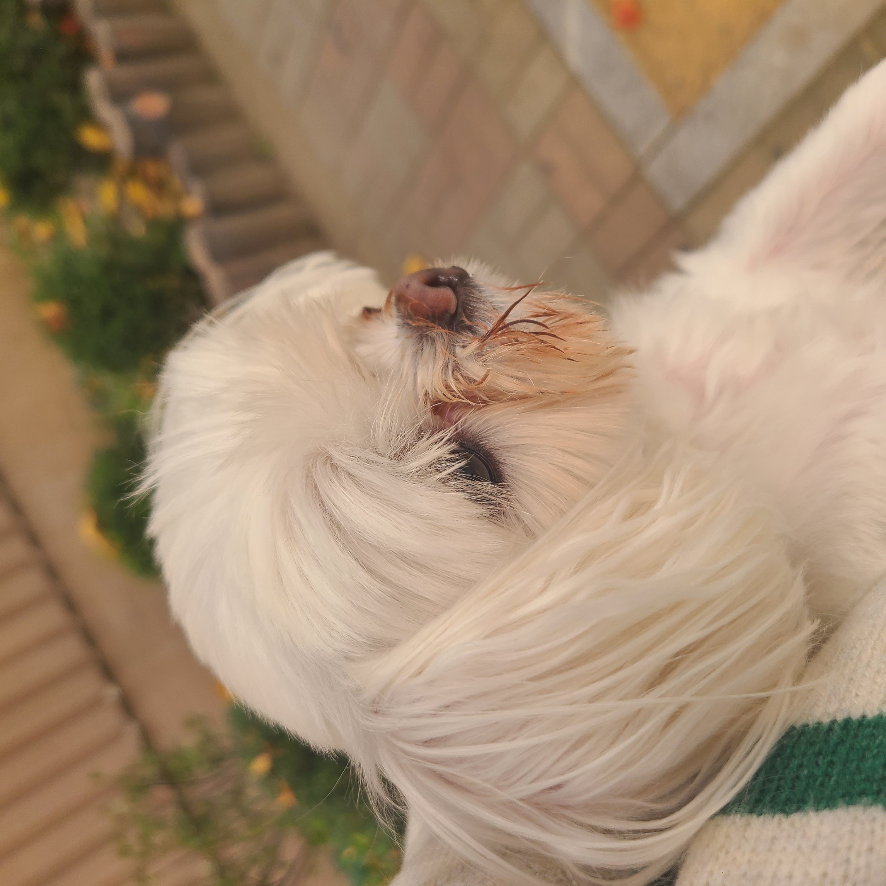 하양이(아담이)