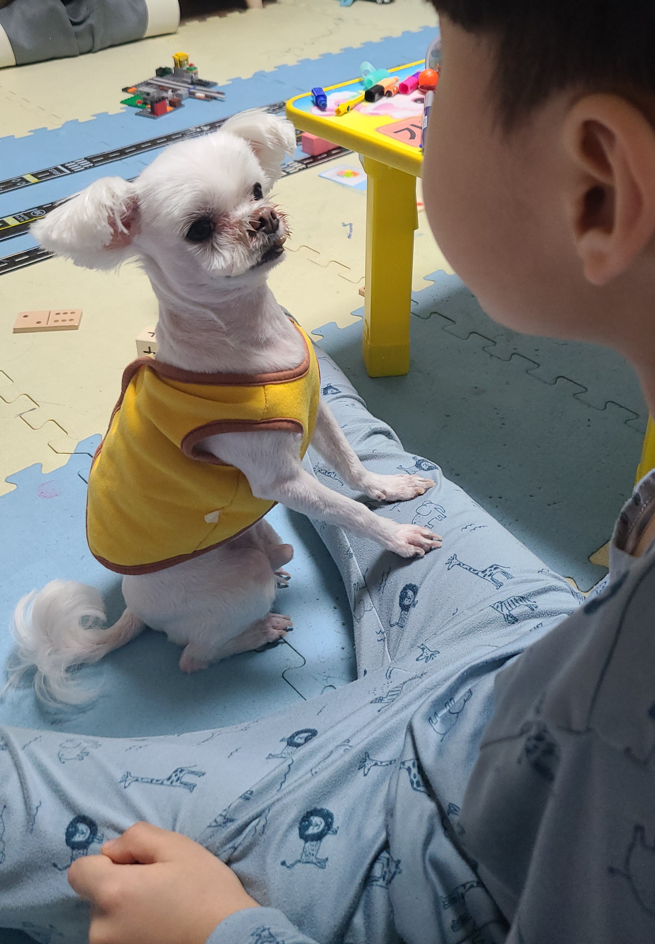 하양이(아담이)