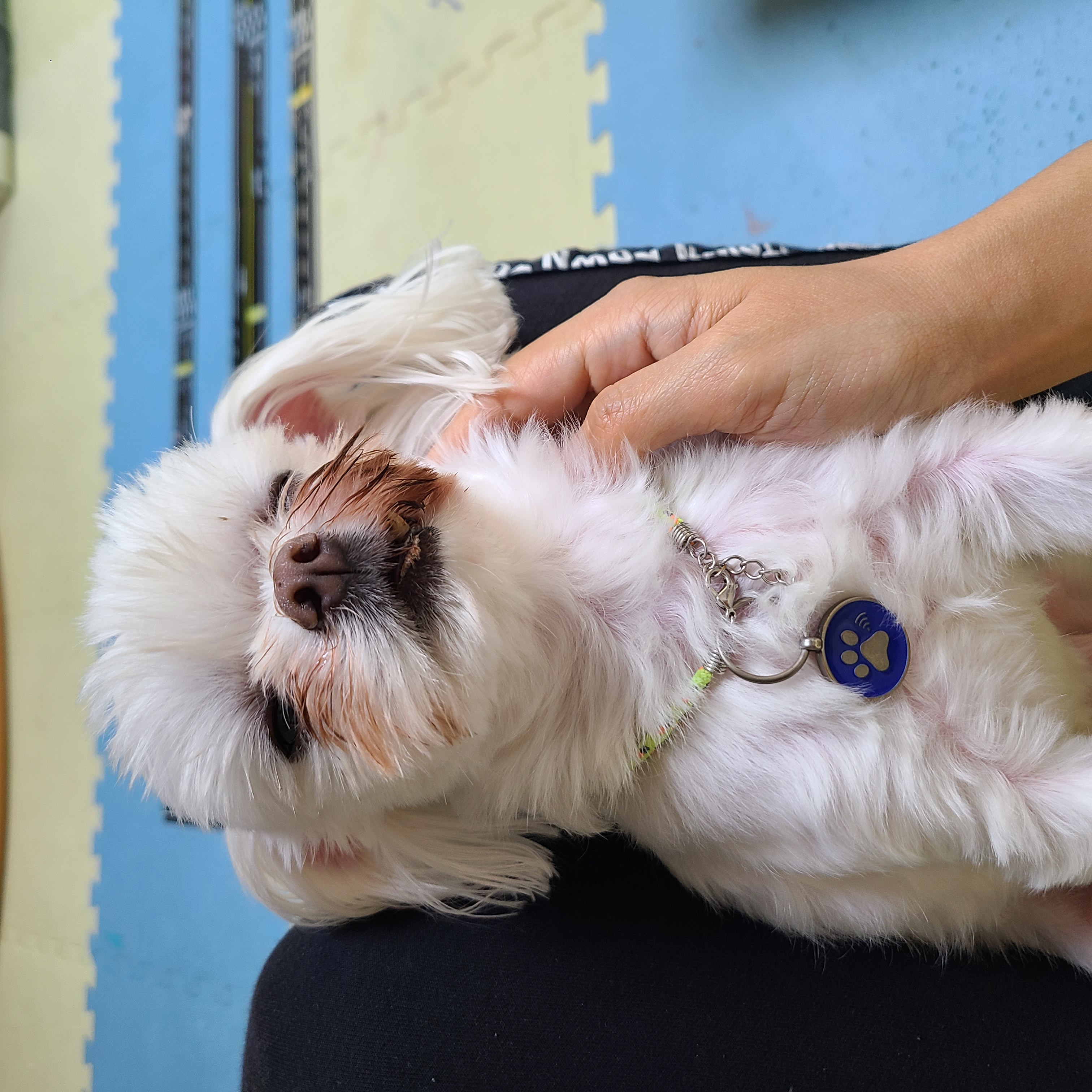 하양이(아담이)