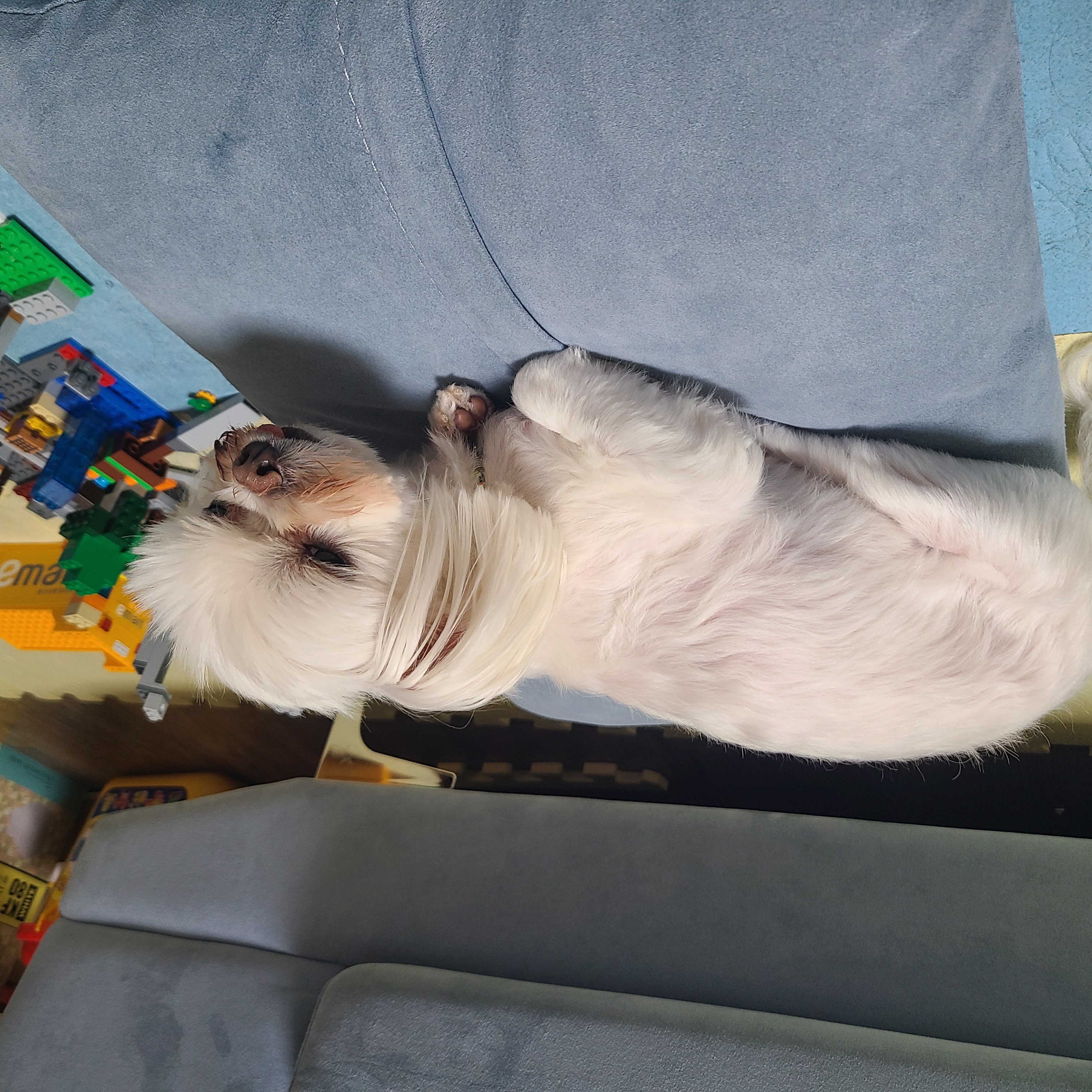 하양이(아담이)