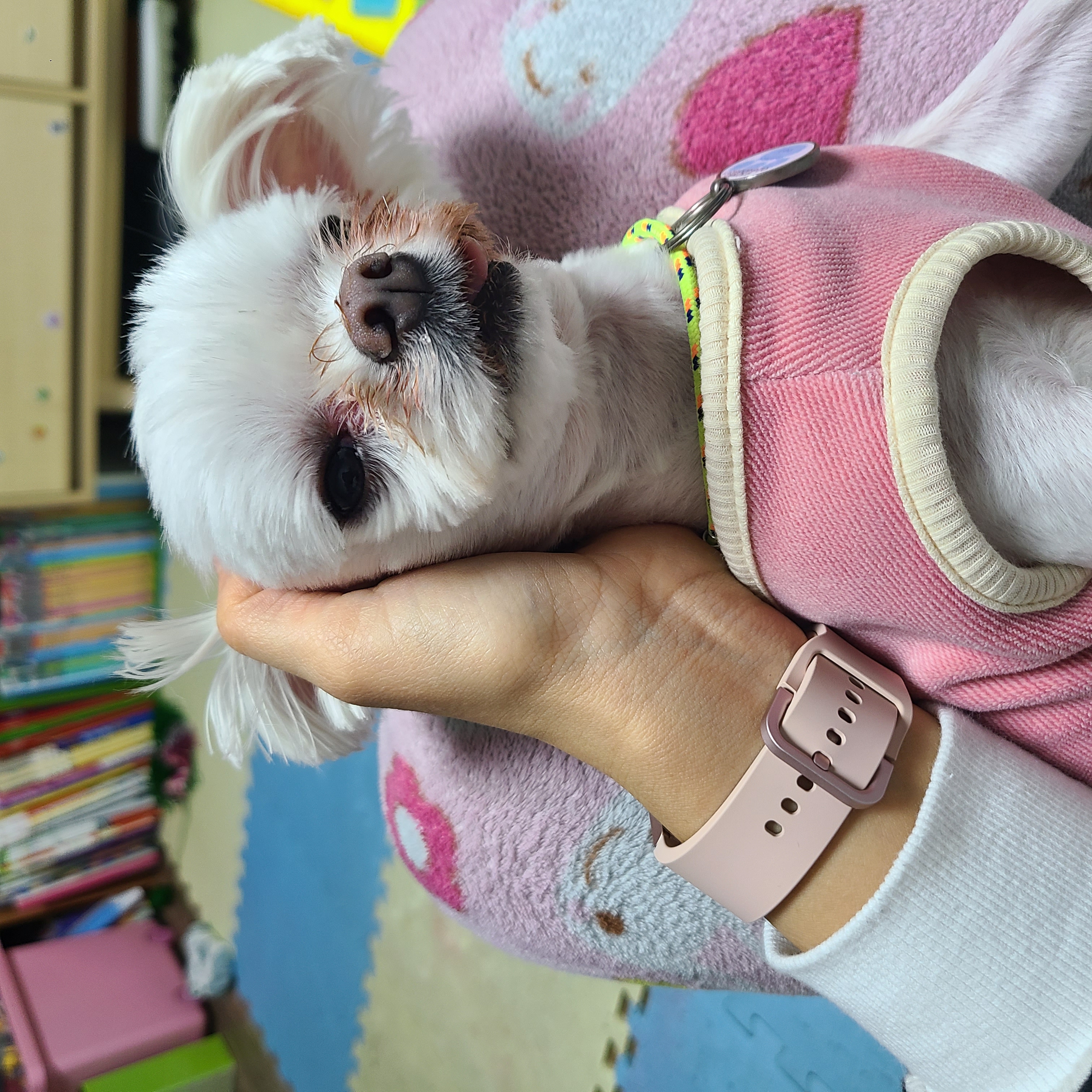 하양이(아담이)