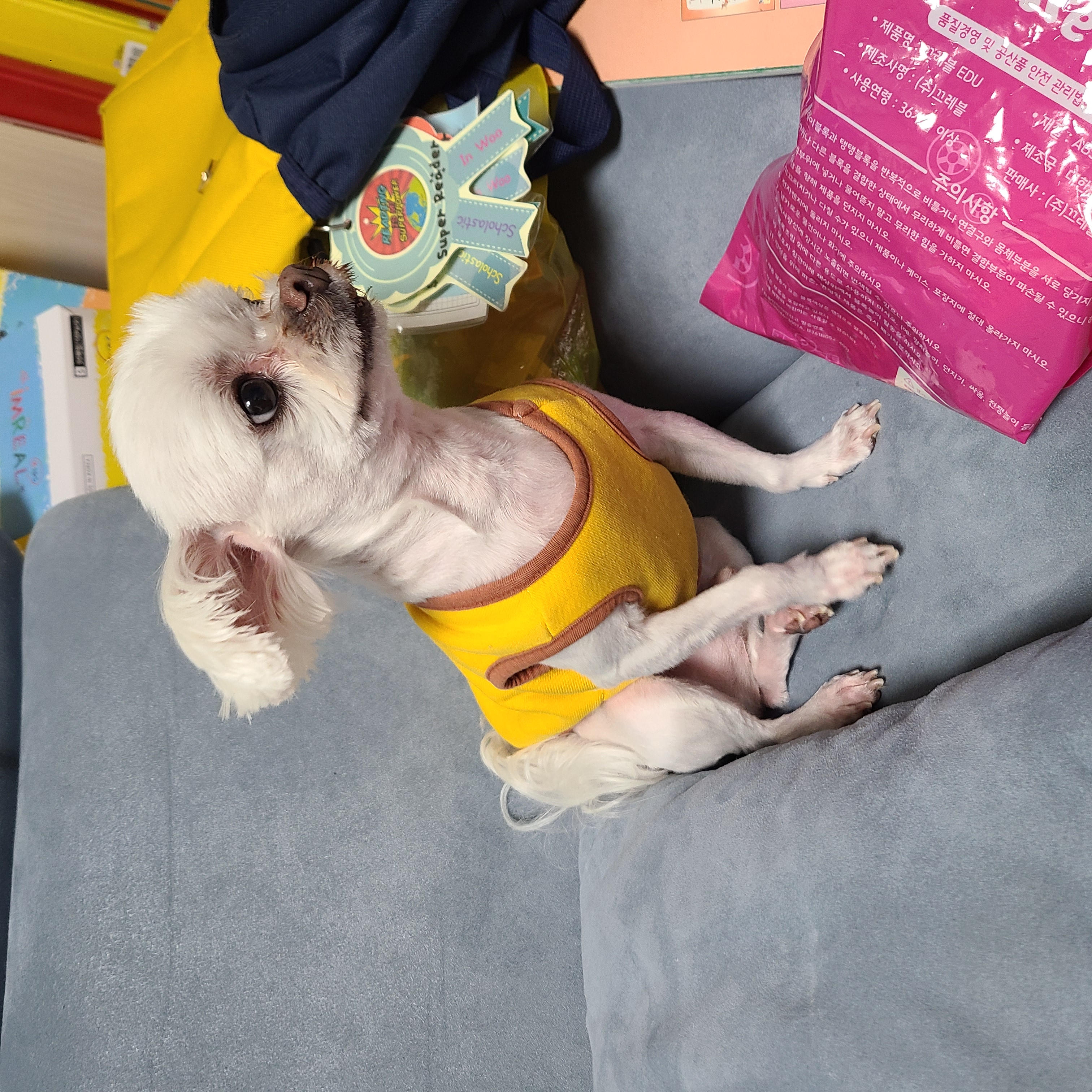 하양이(아담이)