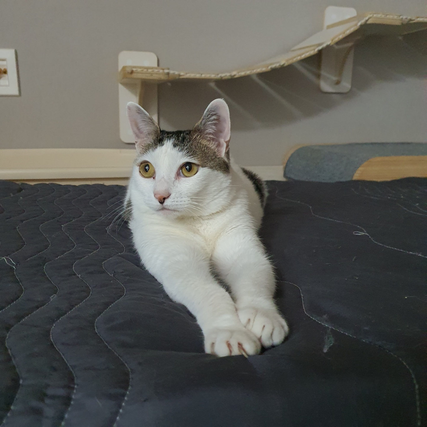 꿀이(로이) 입양 3년