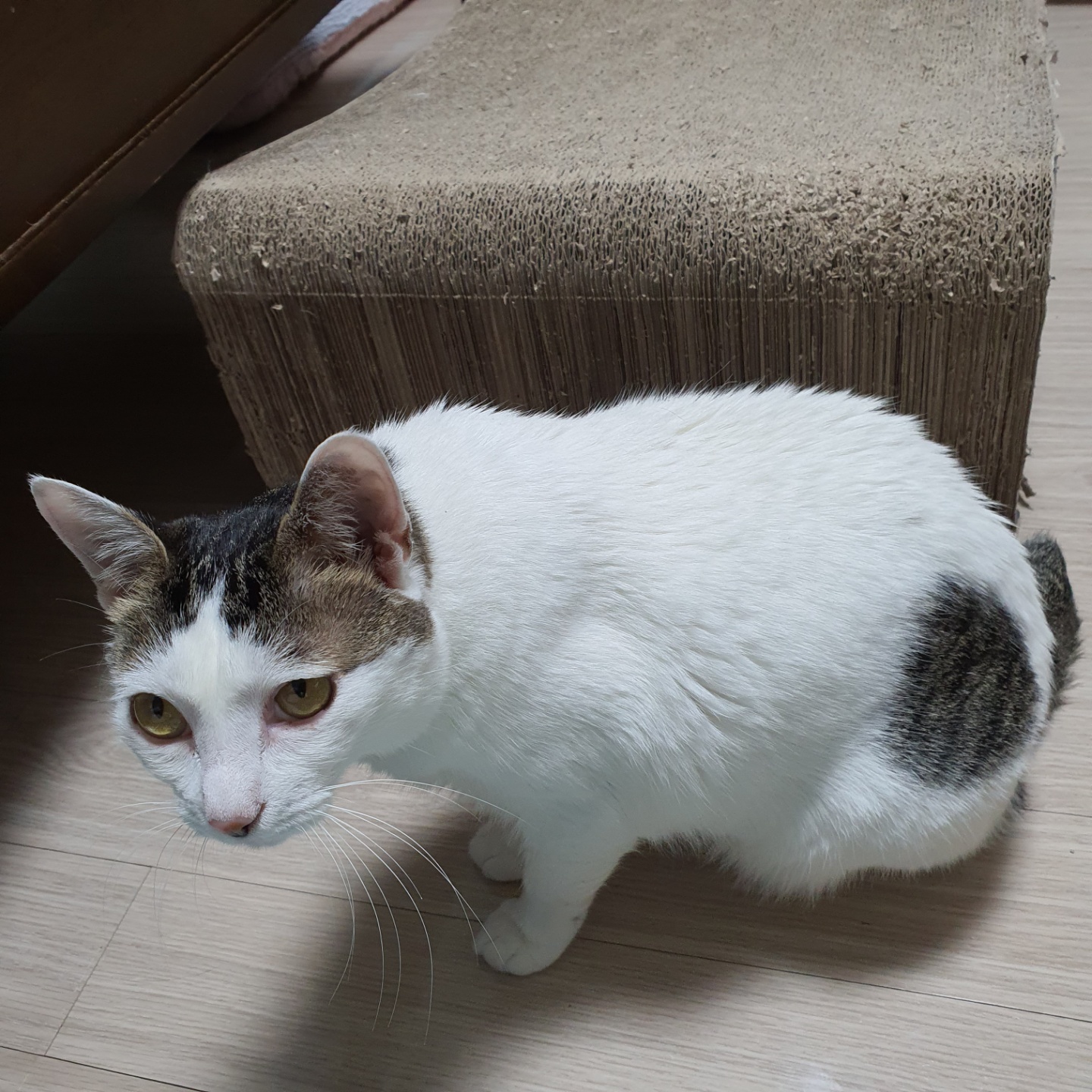 꿀이(로이) 입양 3년