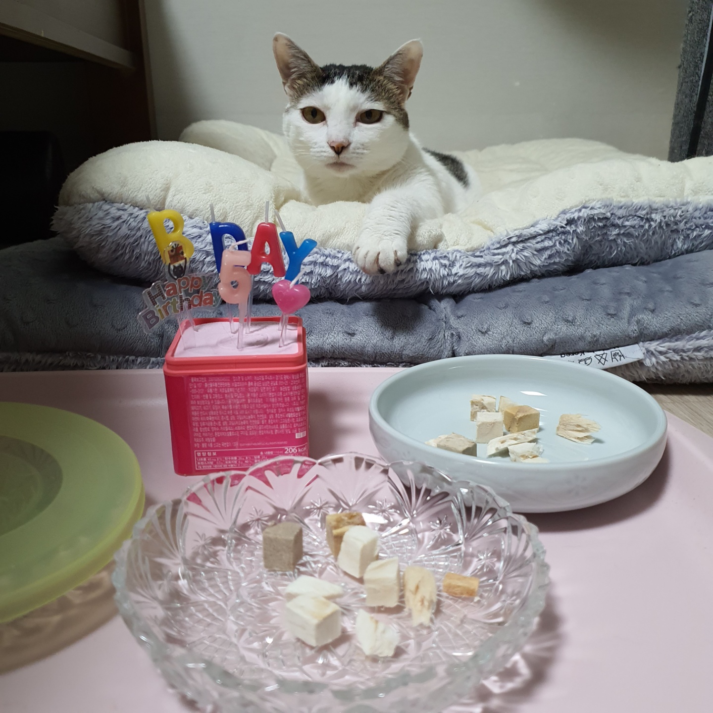 꿀이(로이) 입양 3년