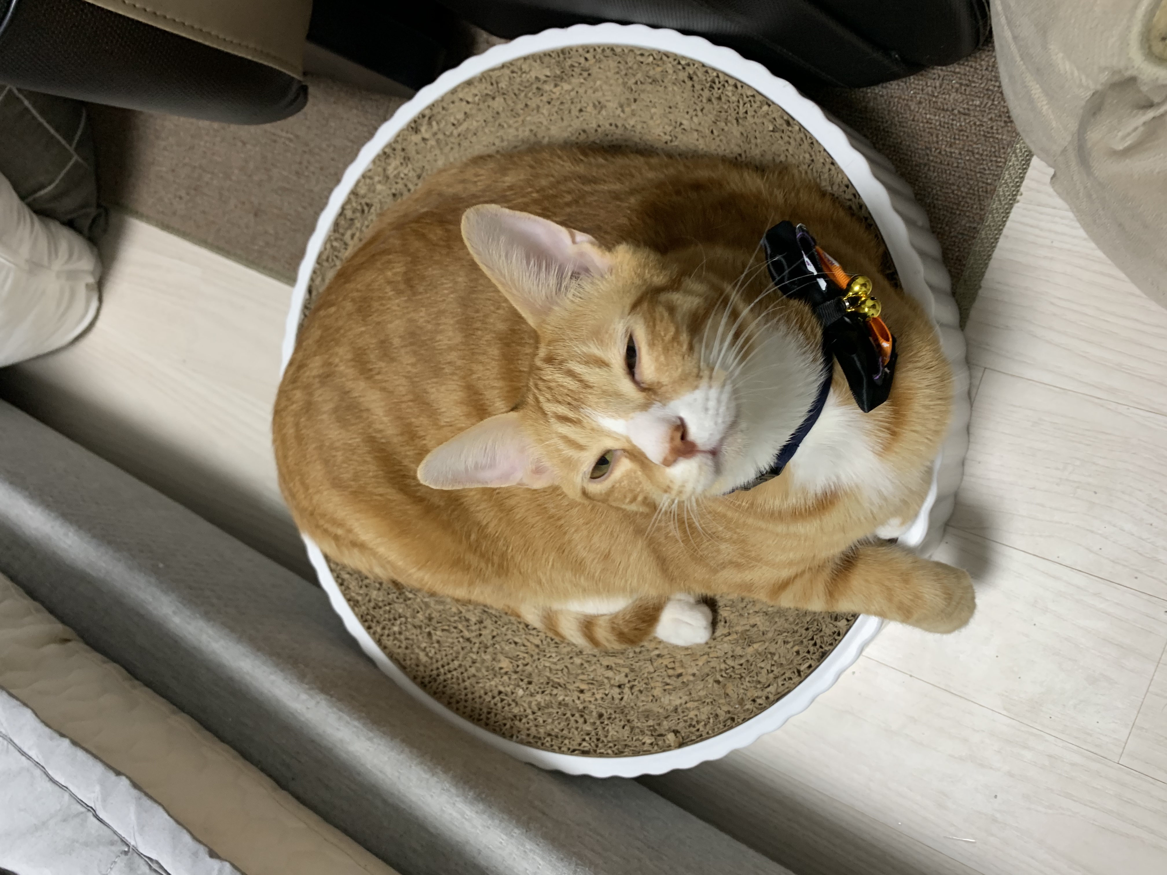 다이어트 중인 리치