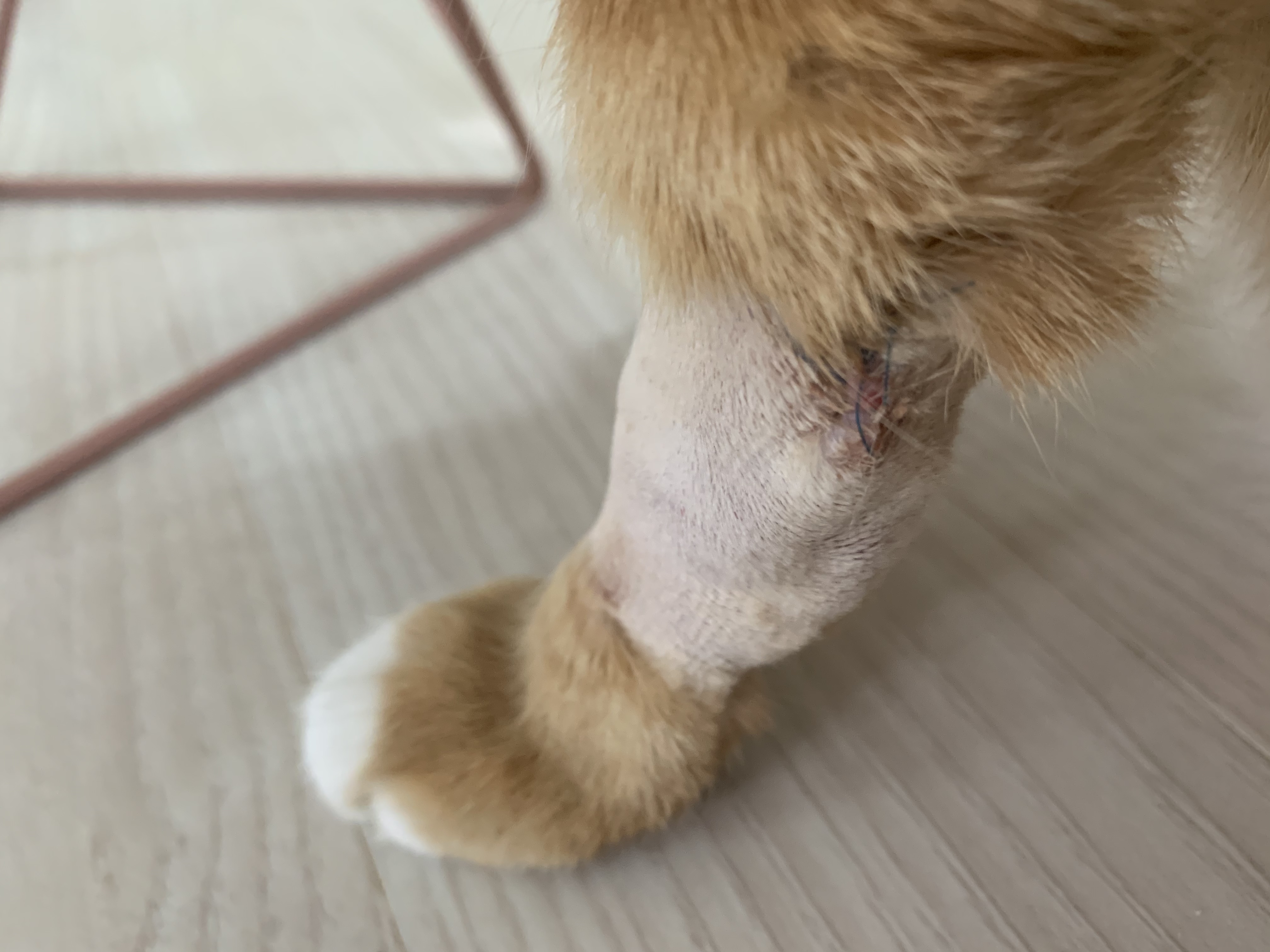 다이어트 중인 리치